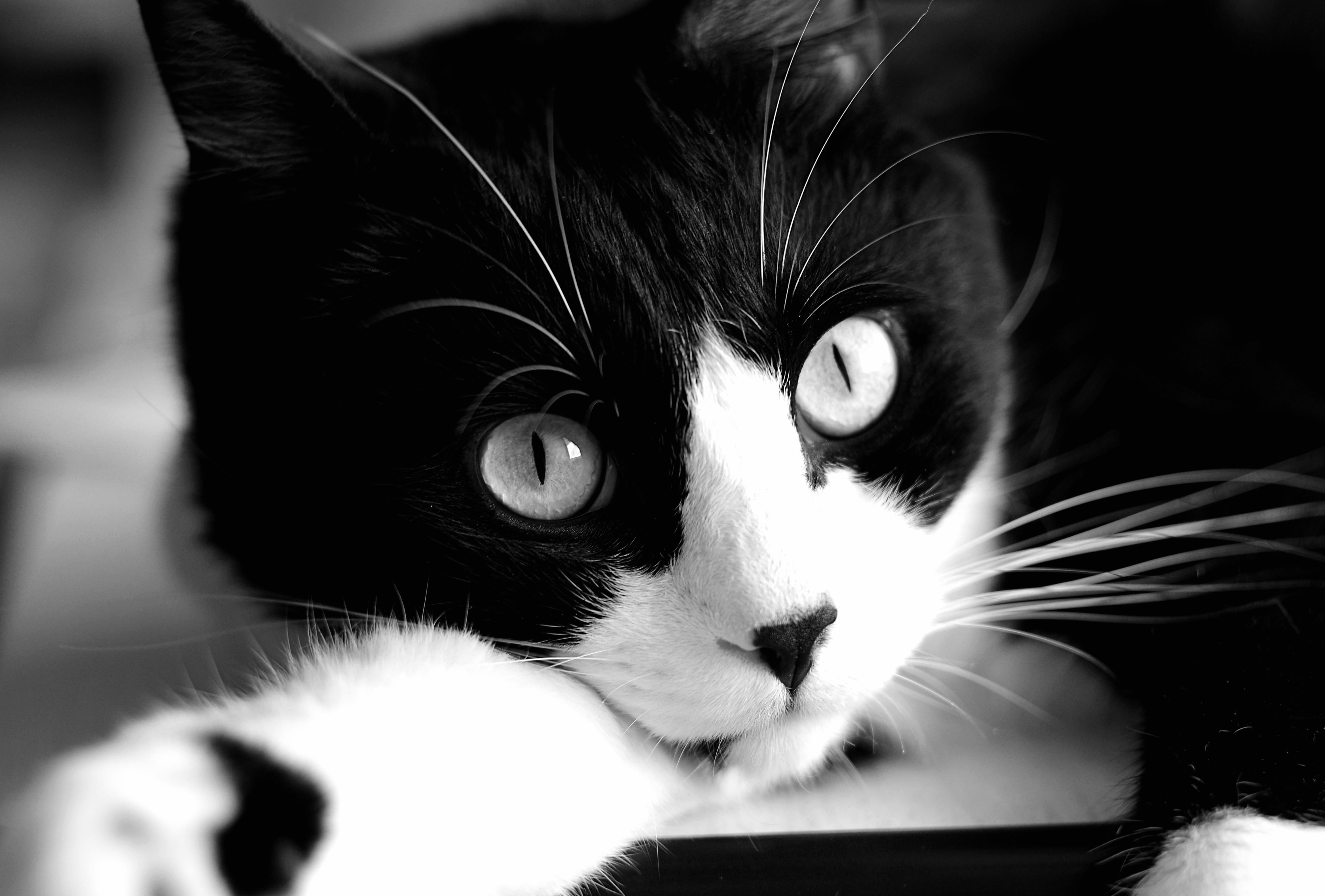 Black & White Close-up Animal Cat at 640 x 1136 iPhone 5 size wallpapers HD quality