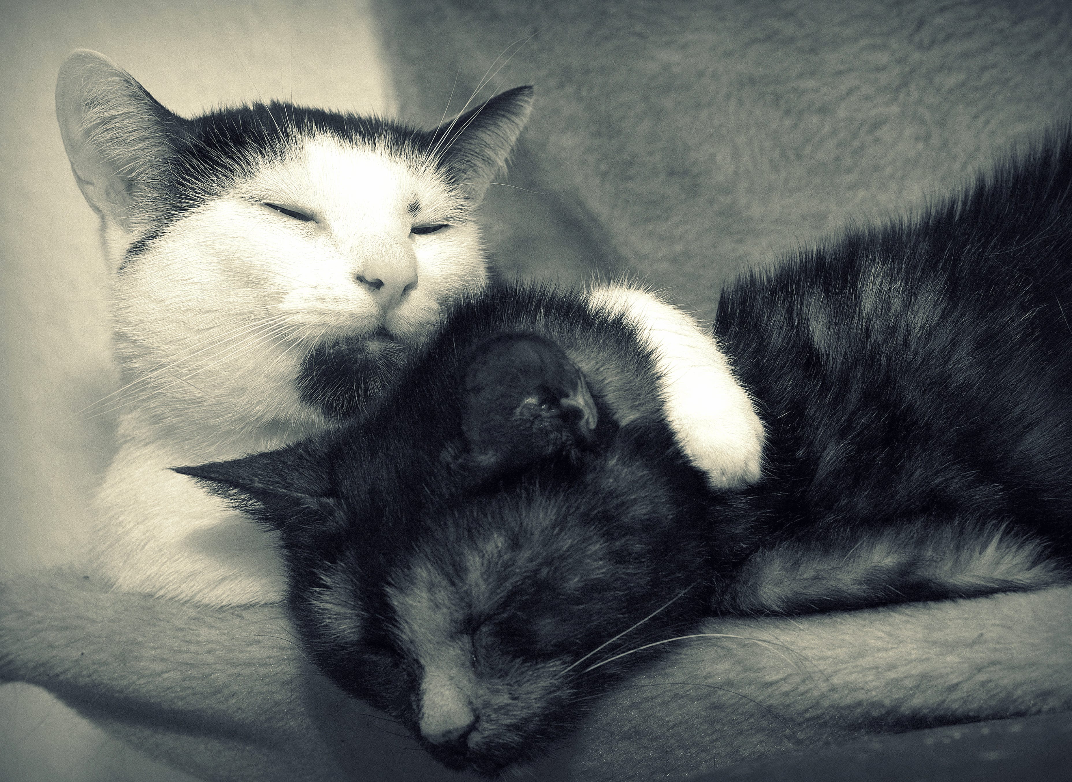 Black & White Couple Sleeping Animal Cat wallpapers HD quality