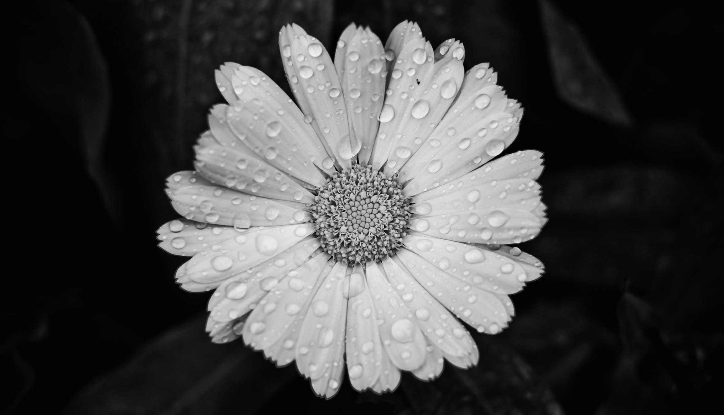 Black & White Daisy A Stunning with Water Drops wallpapers HD quality