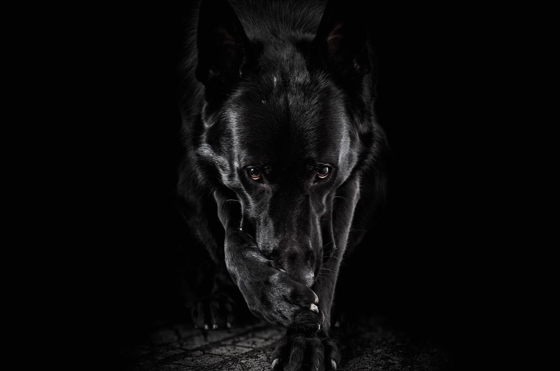 Black & White Dog Animal German Shepherd at 2048 x 2048 iPad size wallpapers HD quality