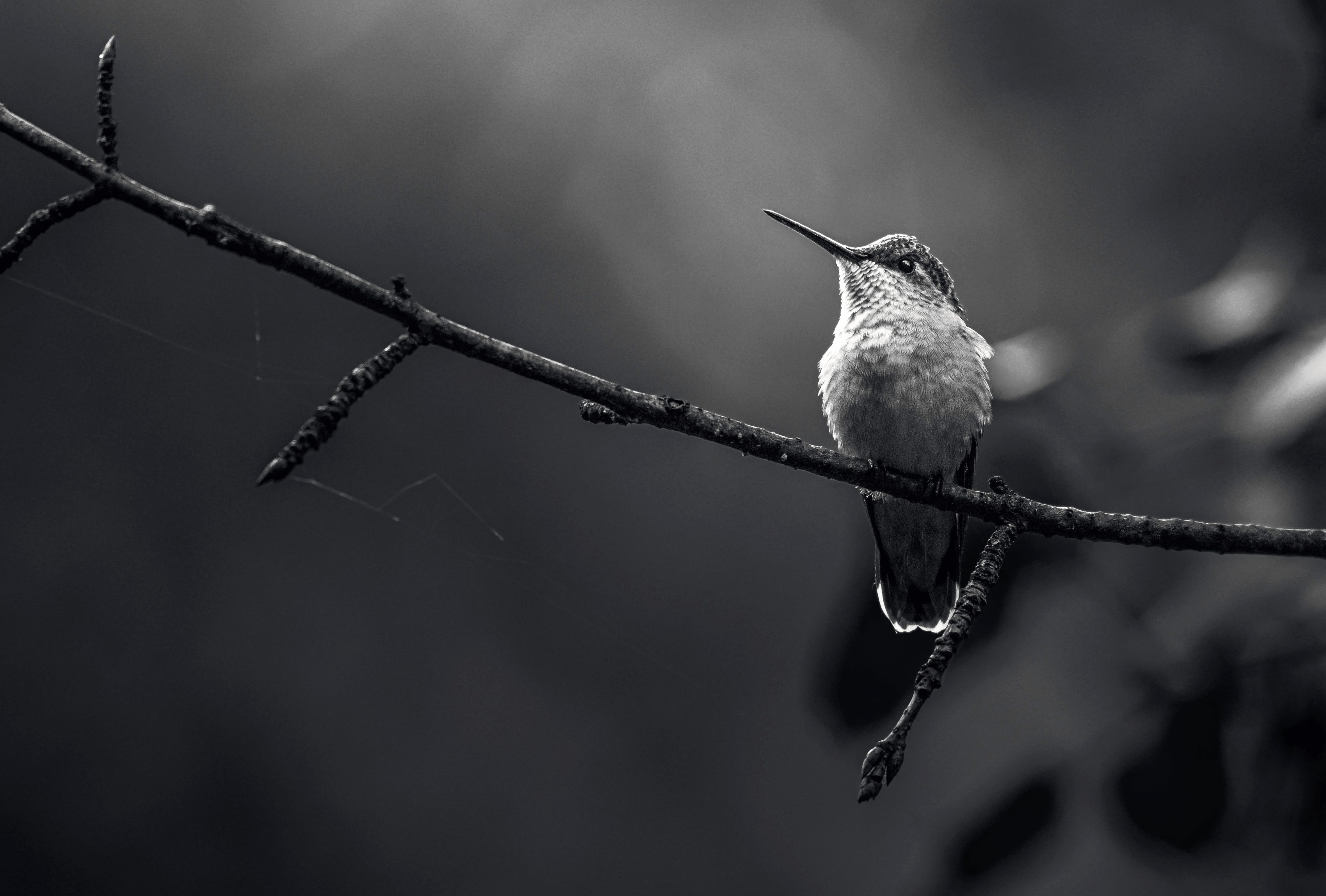 Black & White Ruby-throated Hummingbird Animal Hummingbird at 1600 x 1200 size wallpapers HD quality