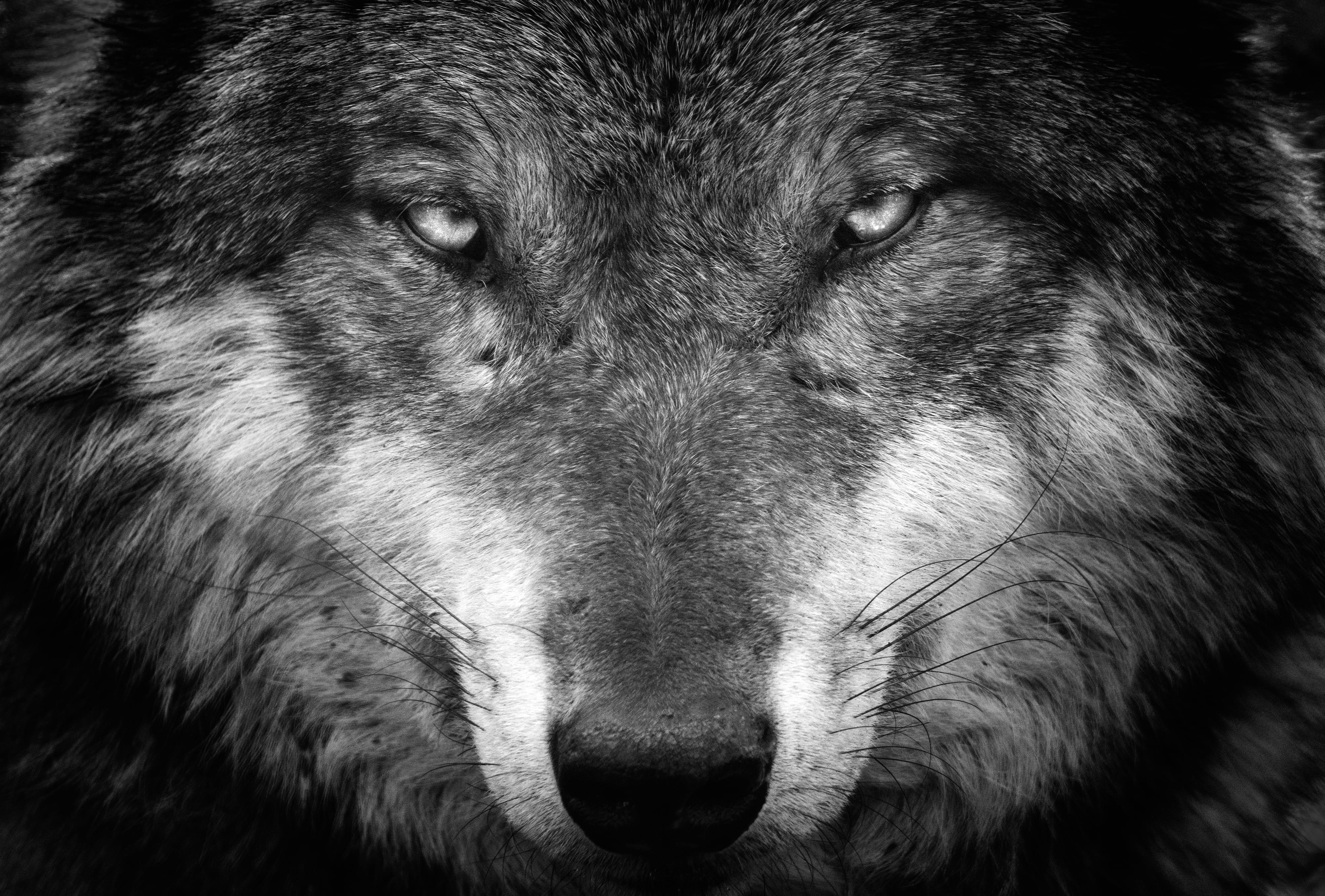 Black & White Wolf Stare - wallpapers HD quality