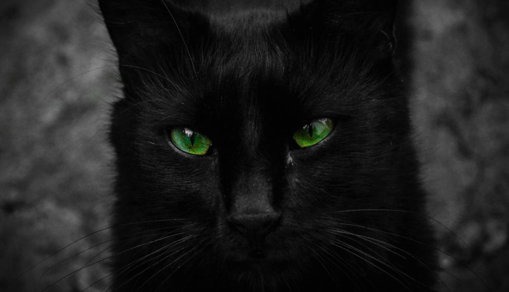 Black Cat with Green Eyes wallpapers HD quality