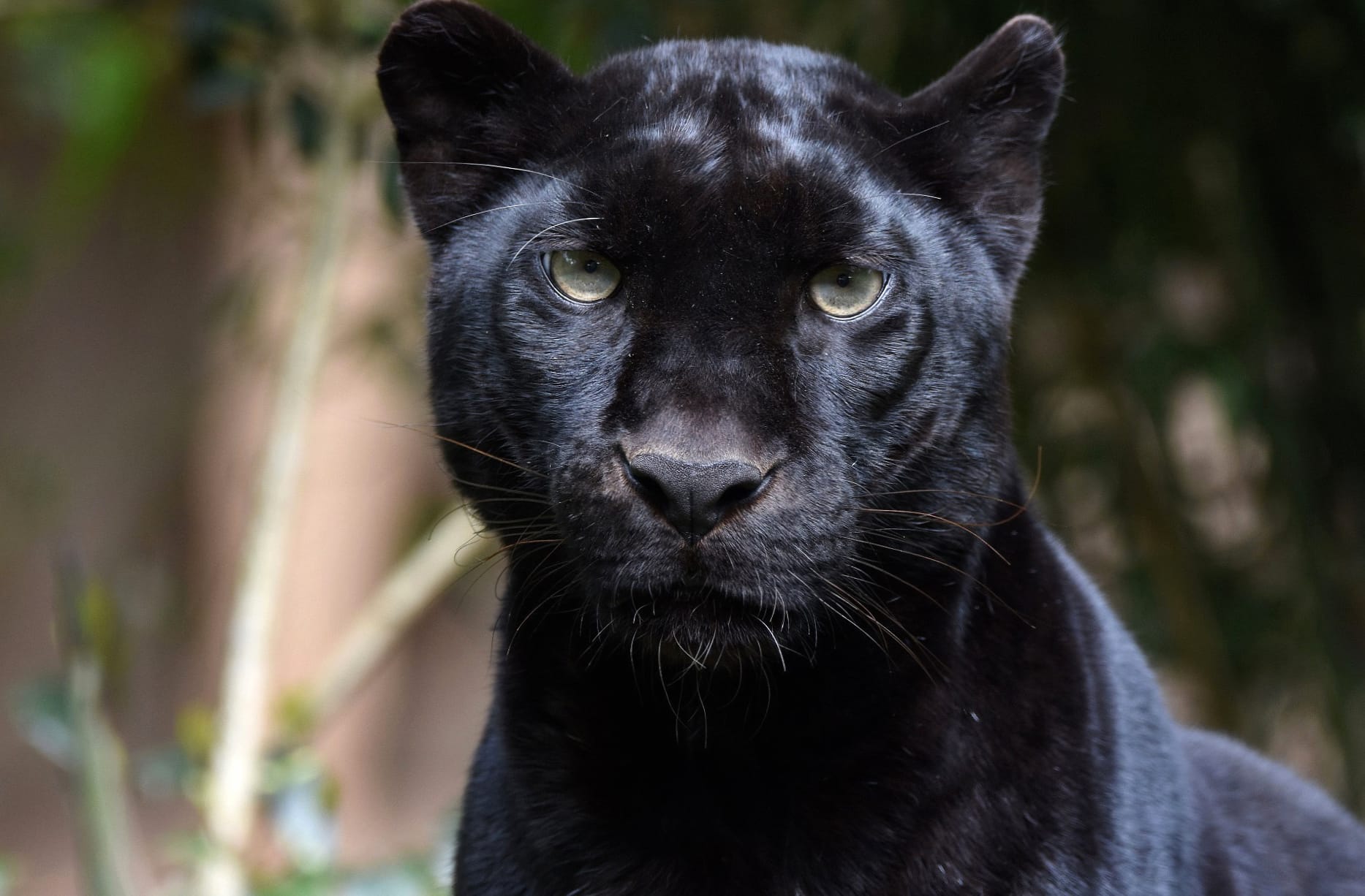 Black Panther Stare at 1280 x 960 size wallpapers HD quality