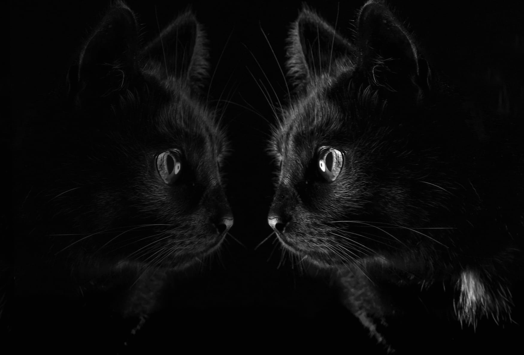 Black Reflection Animal Cat wallpapers HD quality