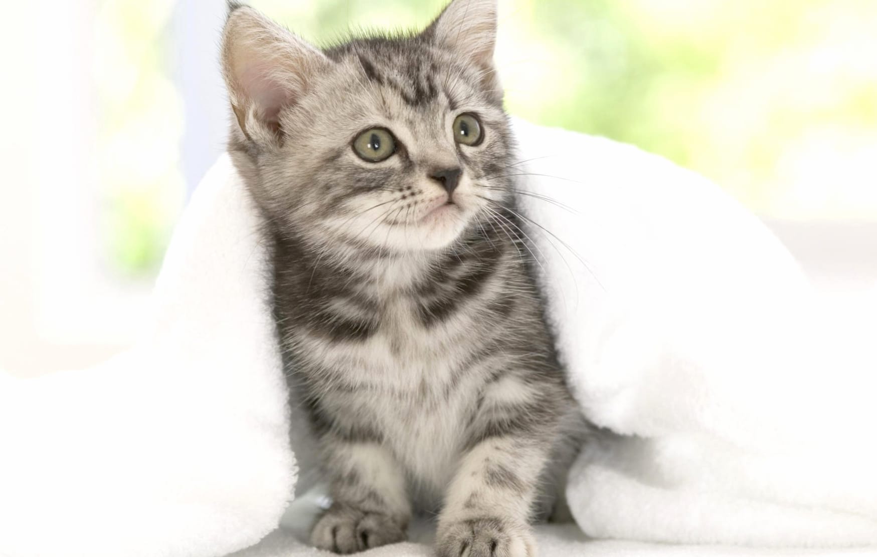 Blanket Kitten Cat Animal Cute Cute Cat wallpapers HD quality