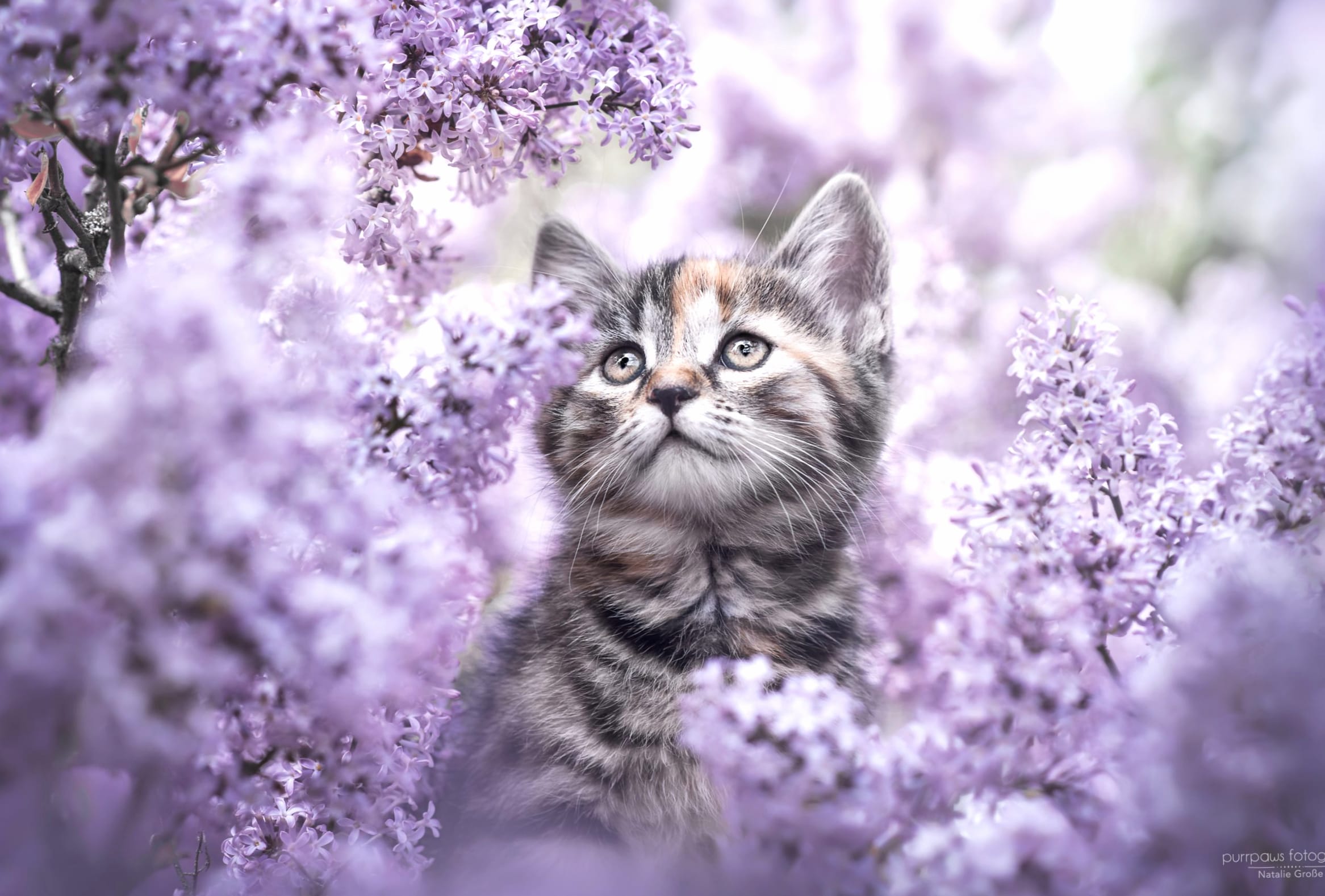 Blooming Kitten wallpapers HD quality