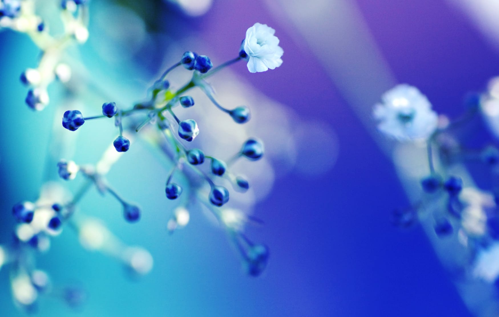 Blossom Serenity wallpapers HD quality