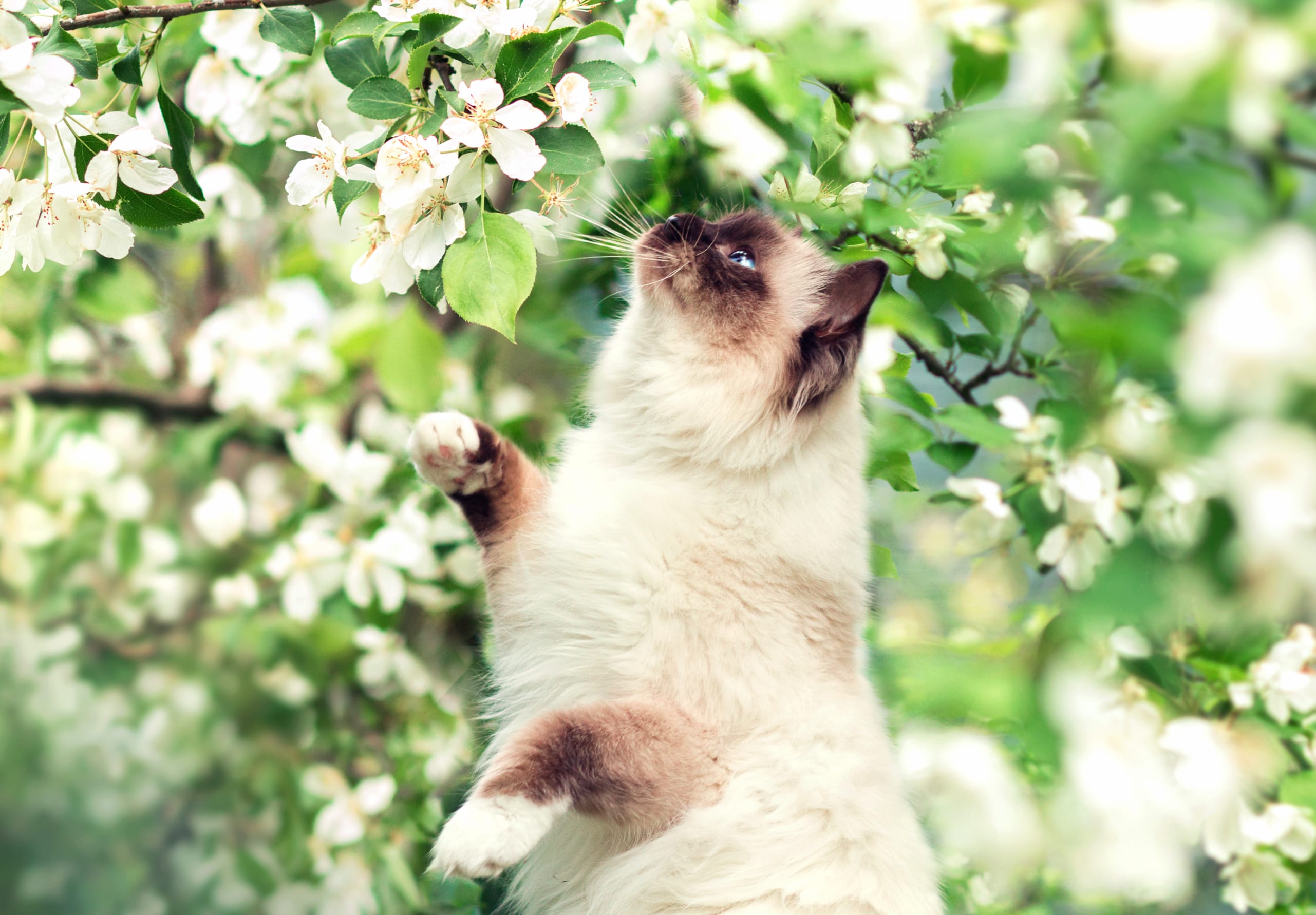 Blossoming Beauty A Himalayan Cat in wallpapers HD quality