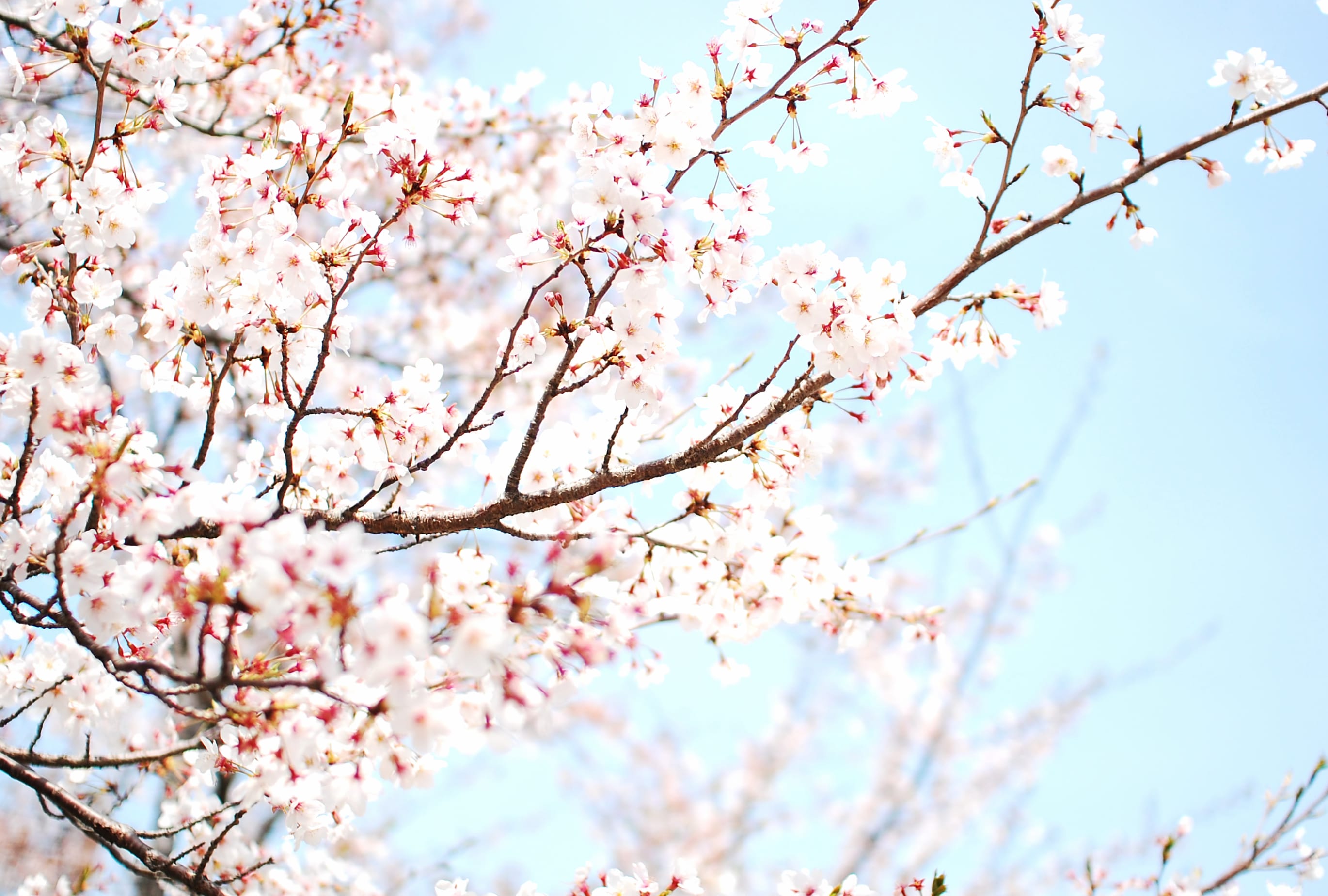 Blossoming Branches in Nature wallpapers HD quality