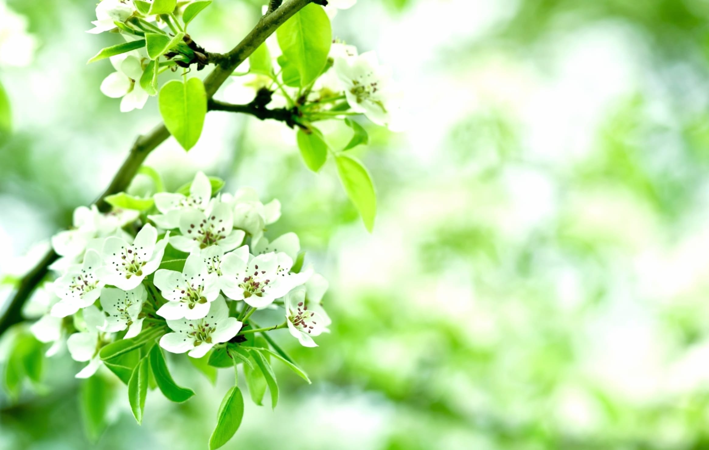 Blossoming Nature wallpapers HD quality