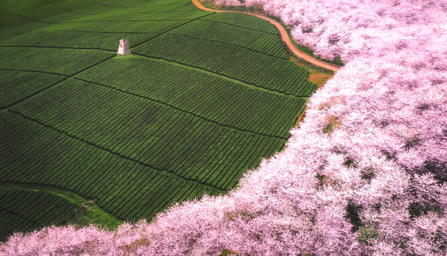 Blossoming Tea Plantation - Nature wallpapers HD quality