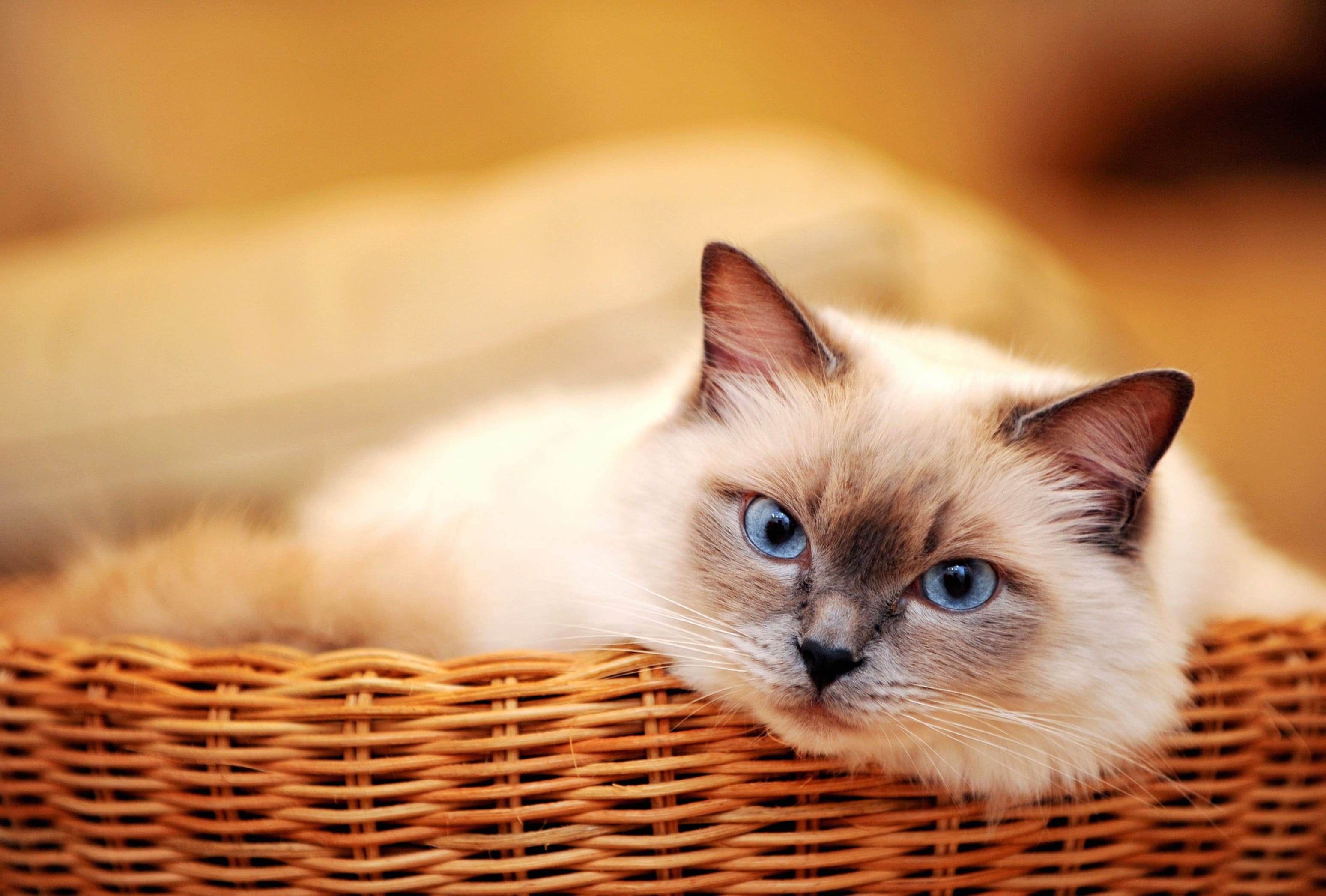 Blue-Eyed Cat in Basket at 1680 x 945 HD size wallpapers HD quality