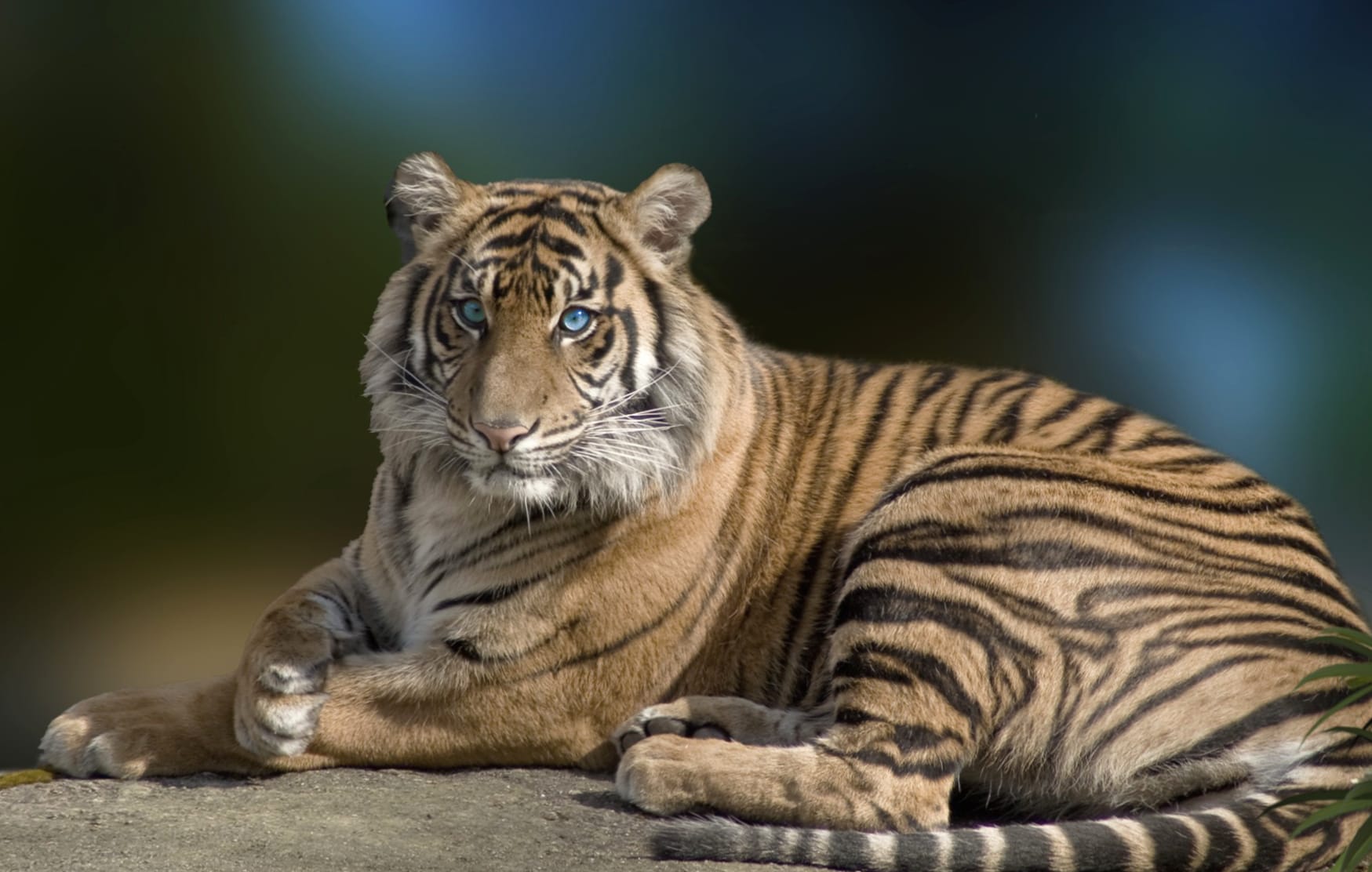 Blue-Eyed Tiger at 320 x 480 iPhone size wallpapers HD quality