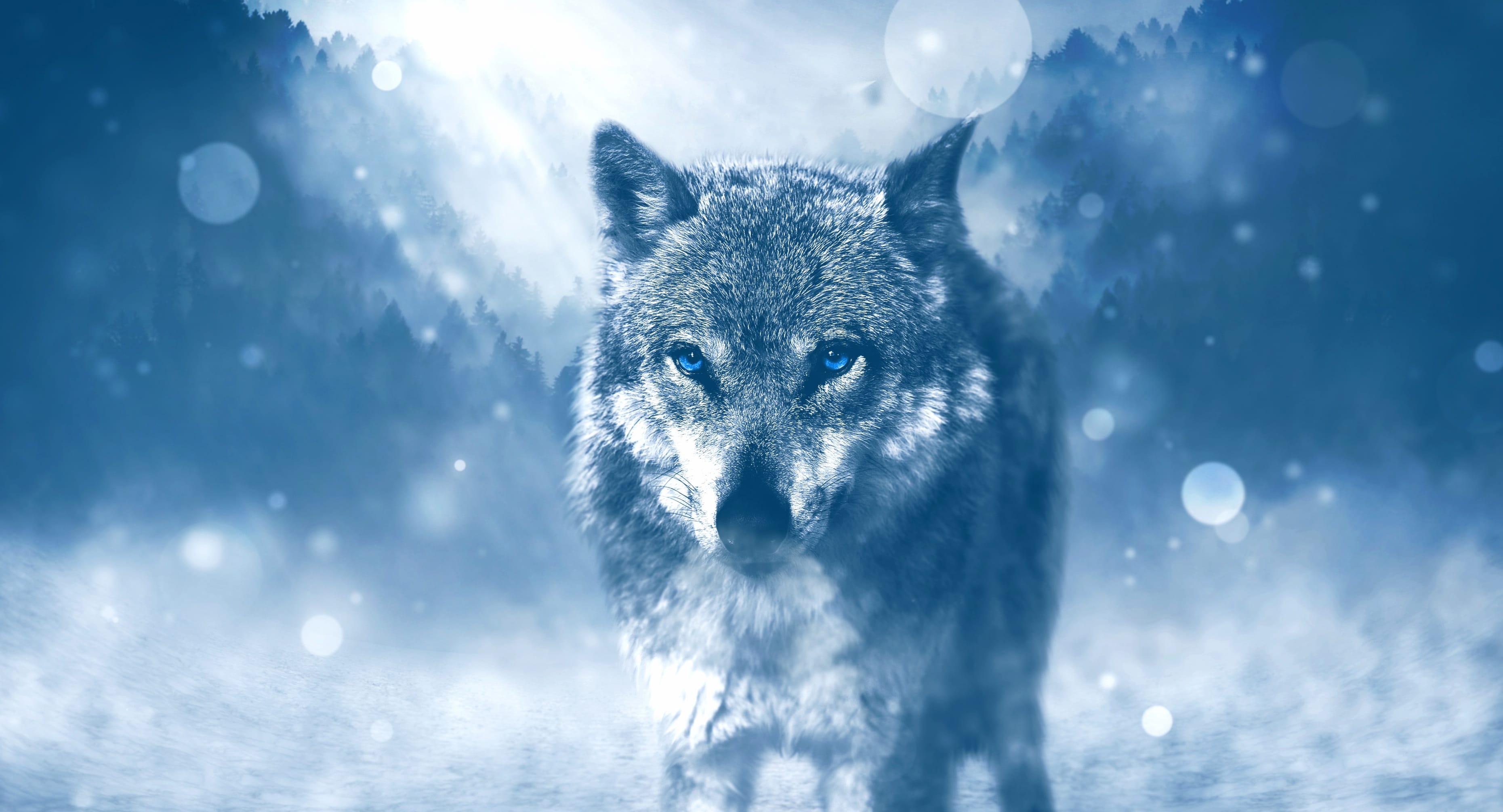 Blue-Eyed Wolf Bokeh at 1280 x 720 HD size wallpapers HD quality