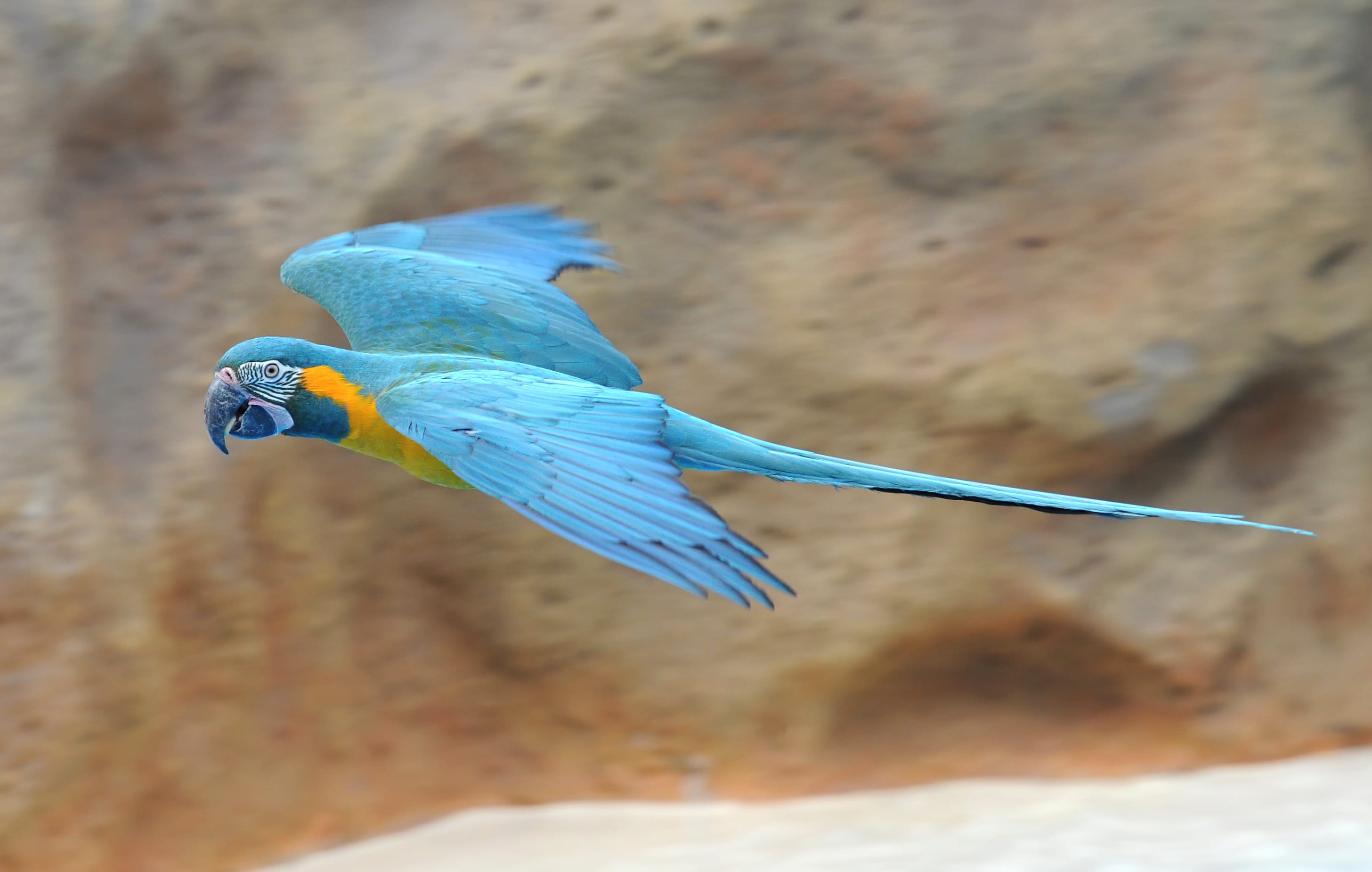 Blue-throated Macaw Animal Macaw wallpapers HD quality