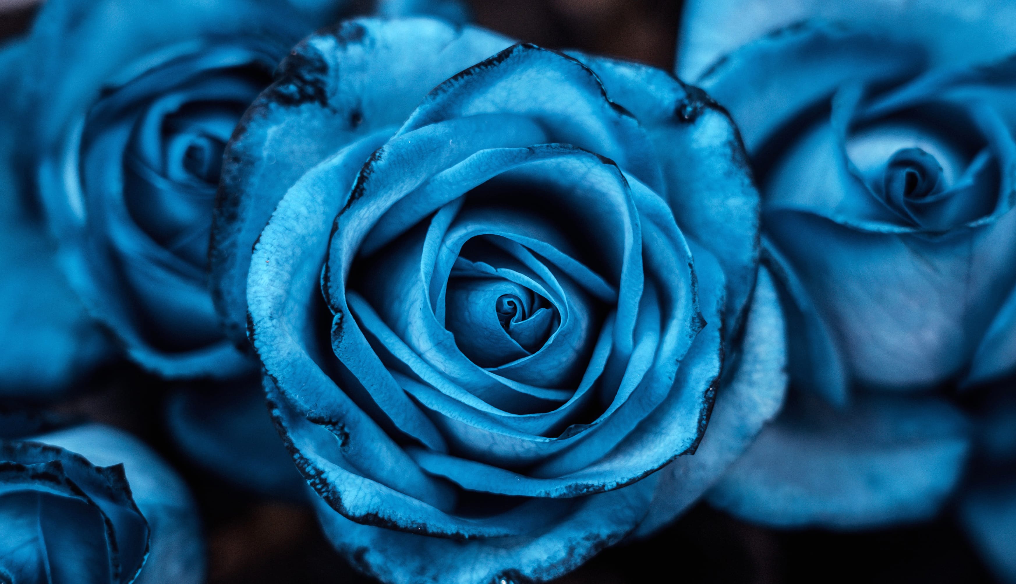 Blue aesthetic Rose flowers wallpapers HD quality