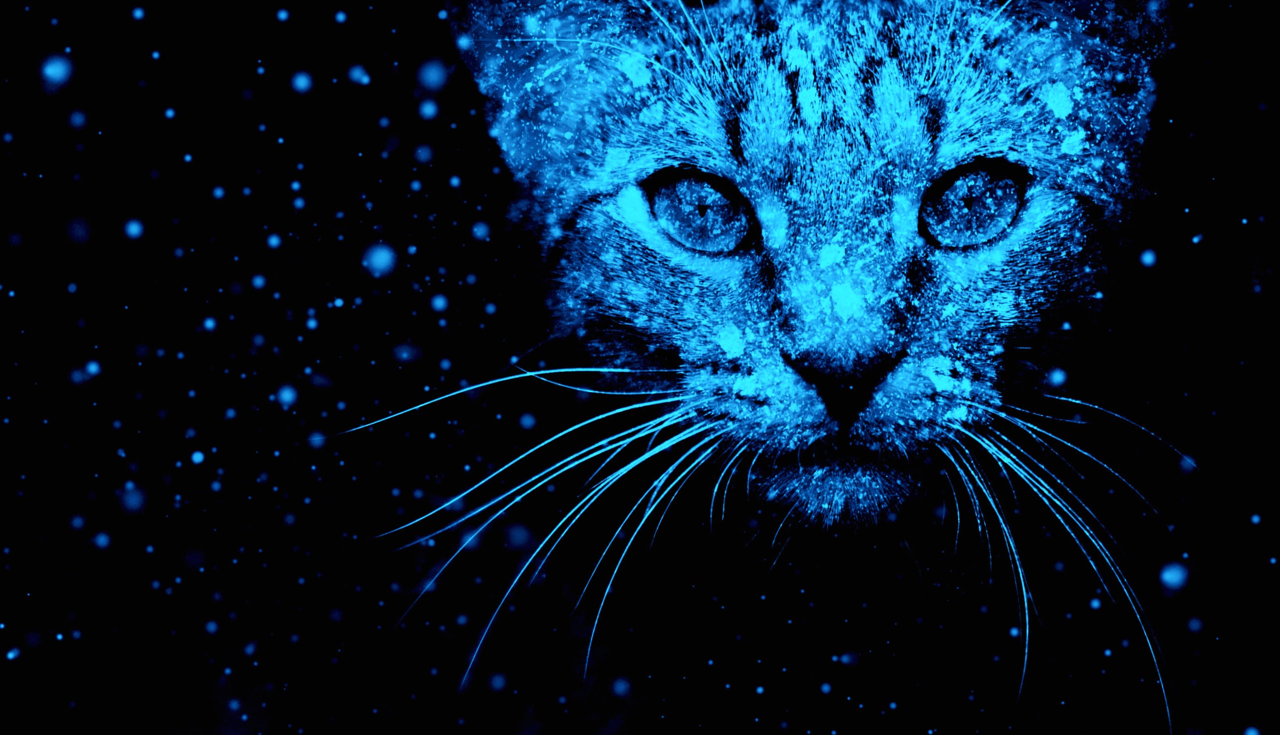 Blue Animal Cat wallpapers HD quality