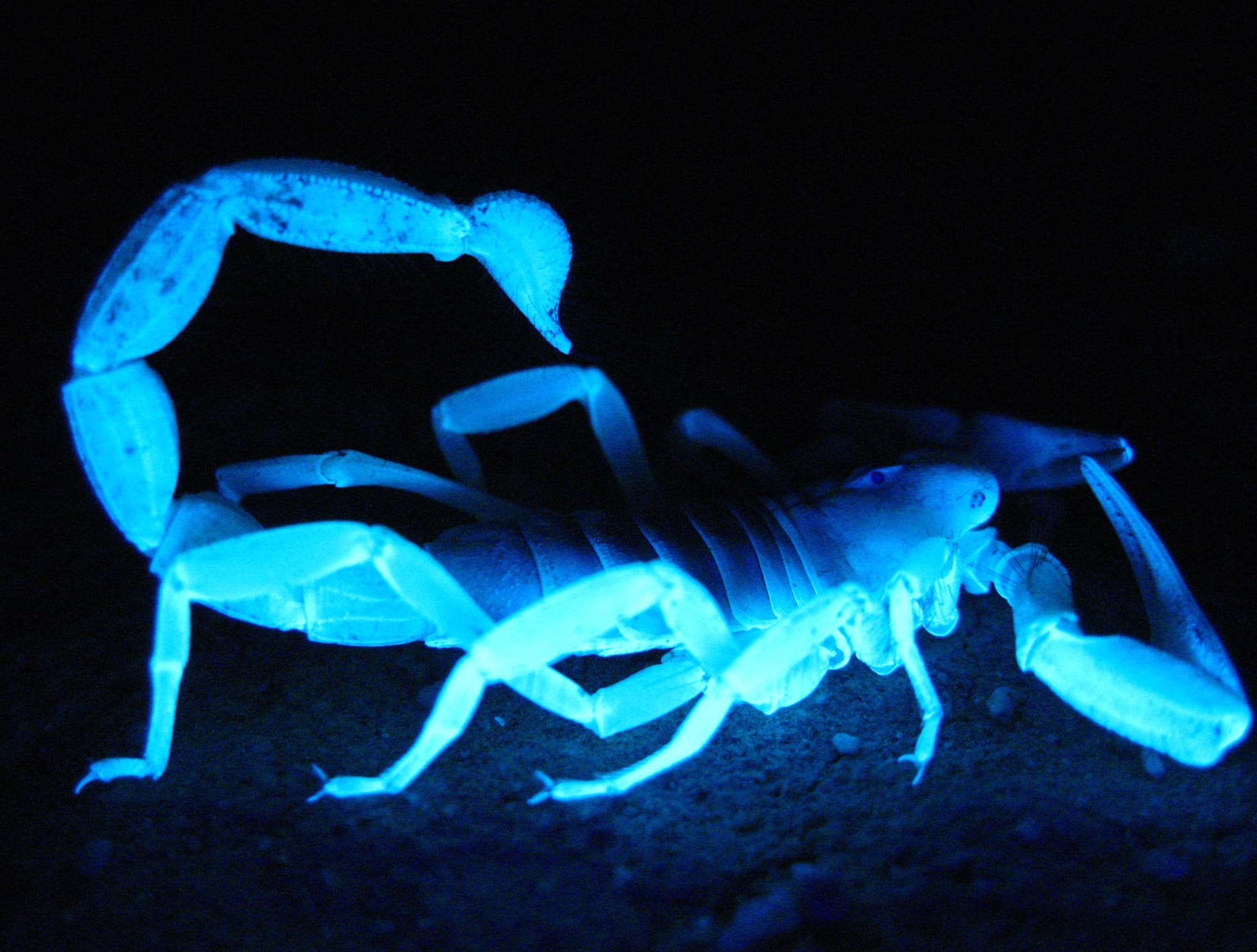 Blue Arachnid Scorpion wallpapers HD quality