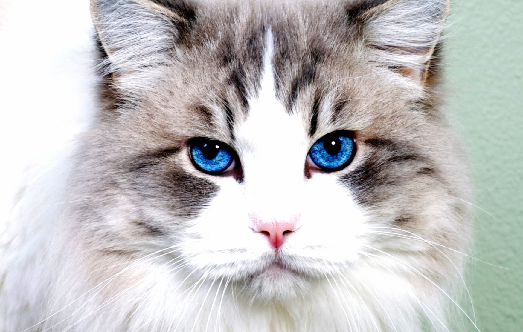 Blue Eyes Animal Cat wallpapers HD quality