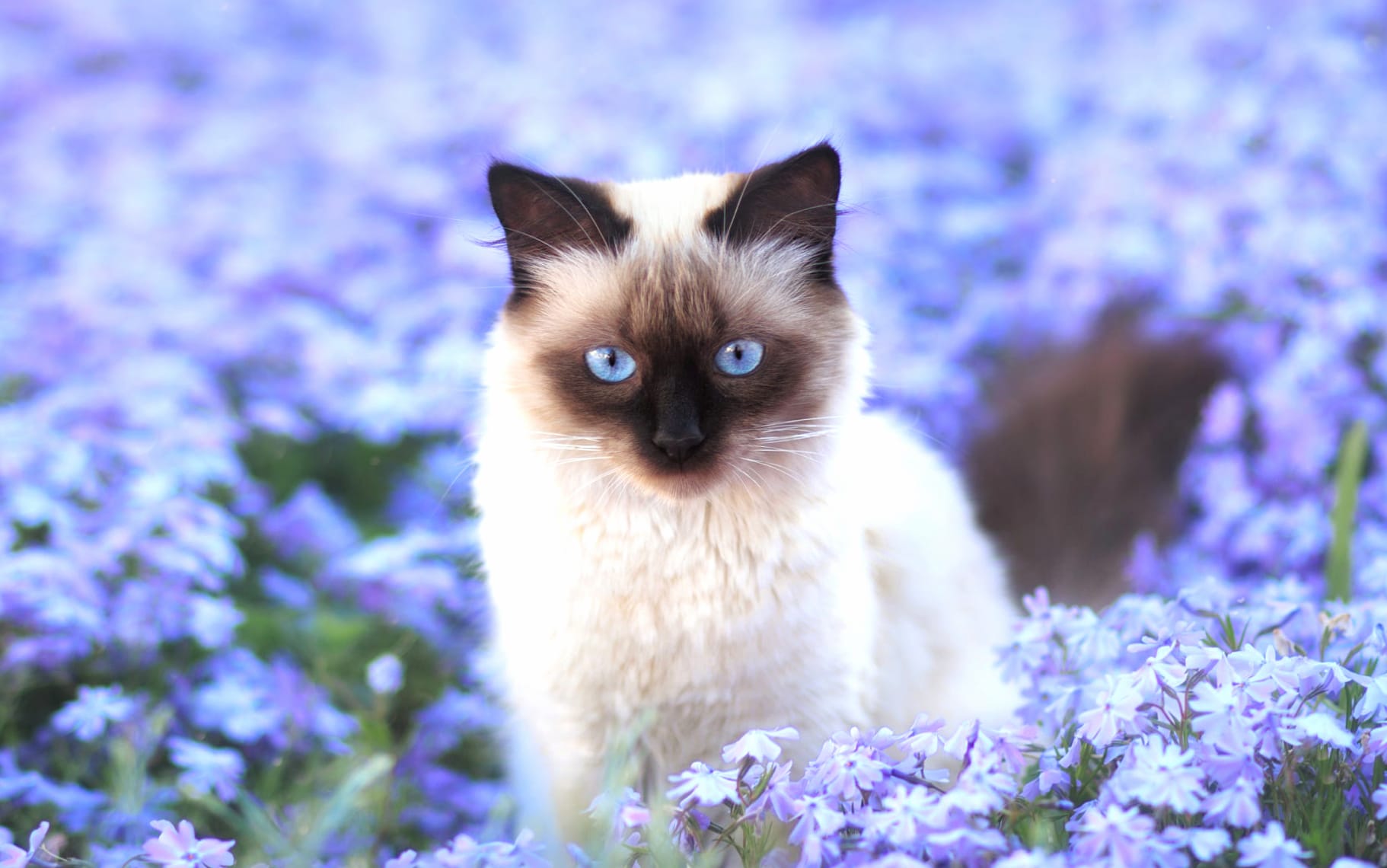 Blue Flower Flower Field Siamese Cat Animal Cat wallpapers HD quality