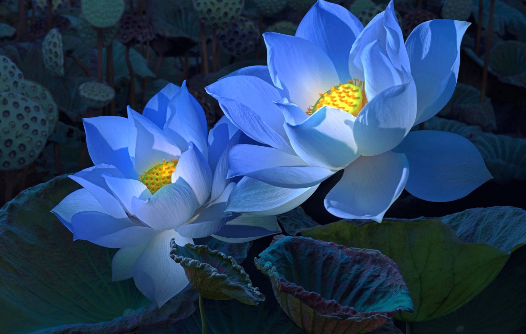 Blue Lotus Bloom wallpapers HD quality