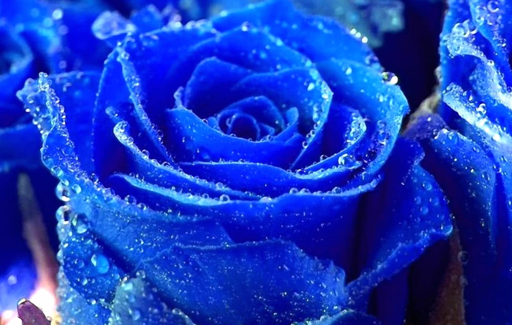 Blue Rose Nature wallpapers HD quality