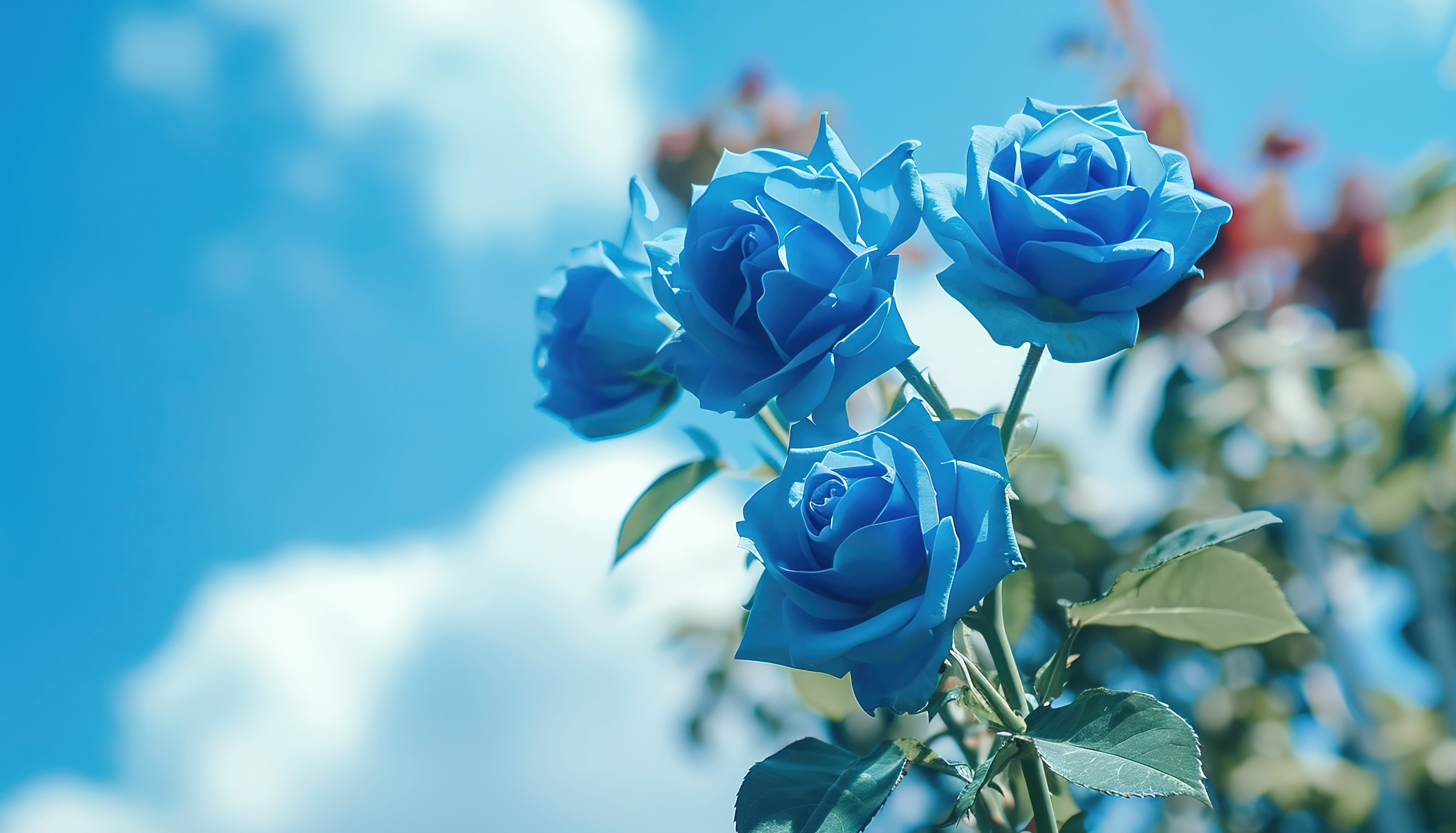 Blue roses under a blue sky 03 at 1920 x 1080 HD size wallpapers HD quality