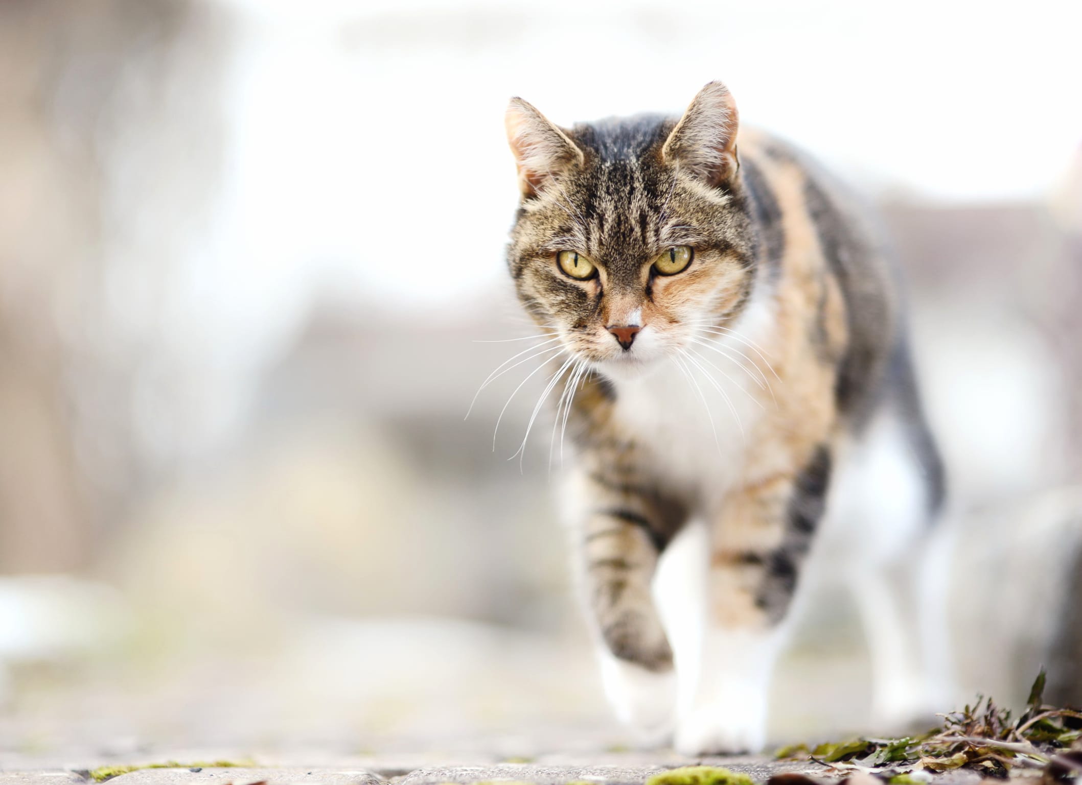 Blur Animal Cat wallpapers HD quality