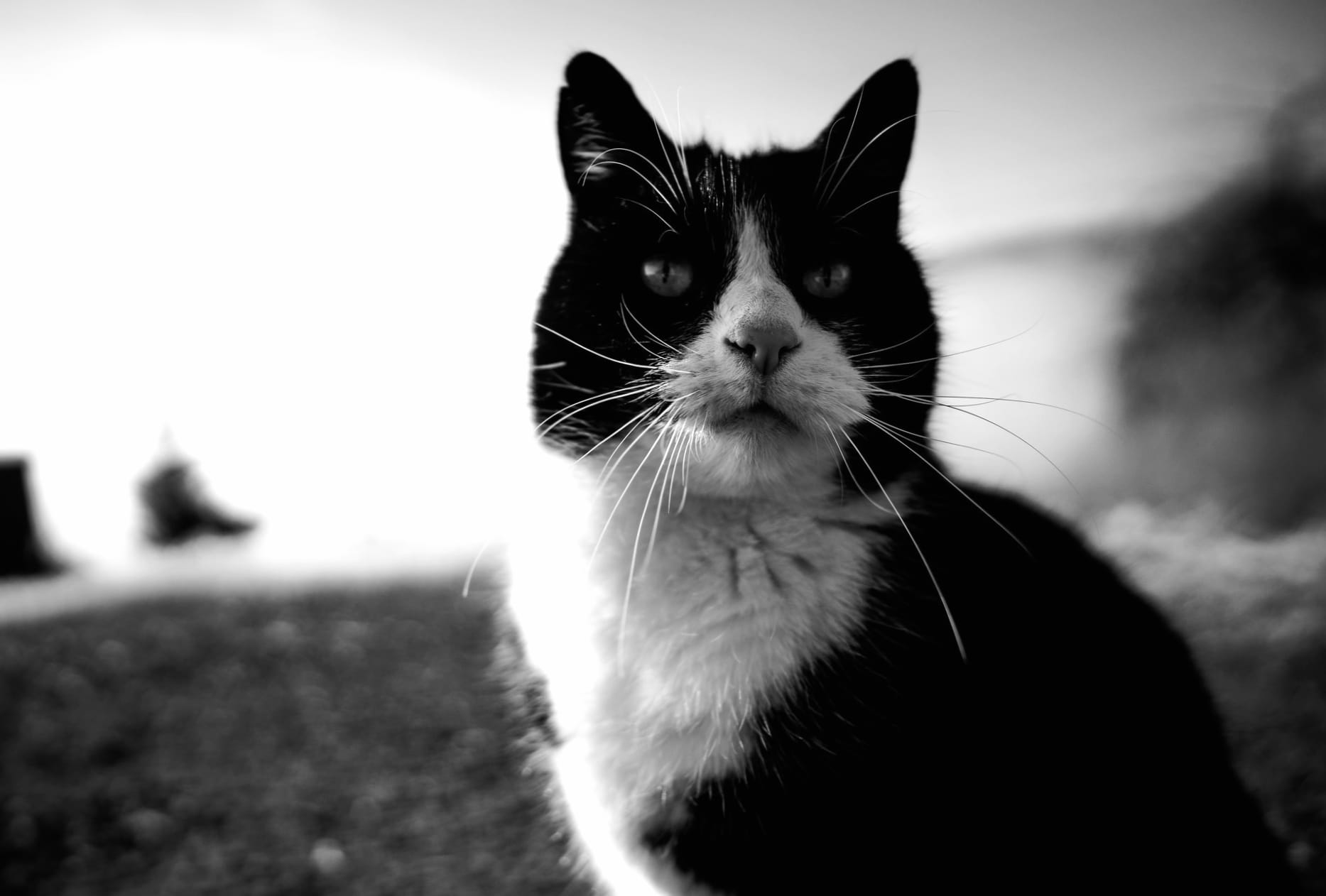 Blur Black & White Animal Cat wallpapers HD quality