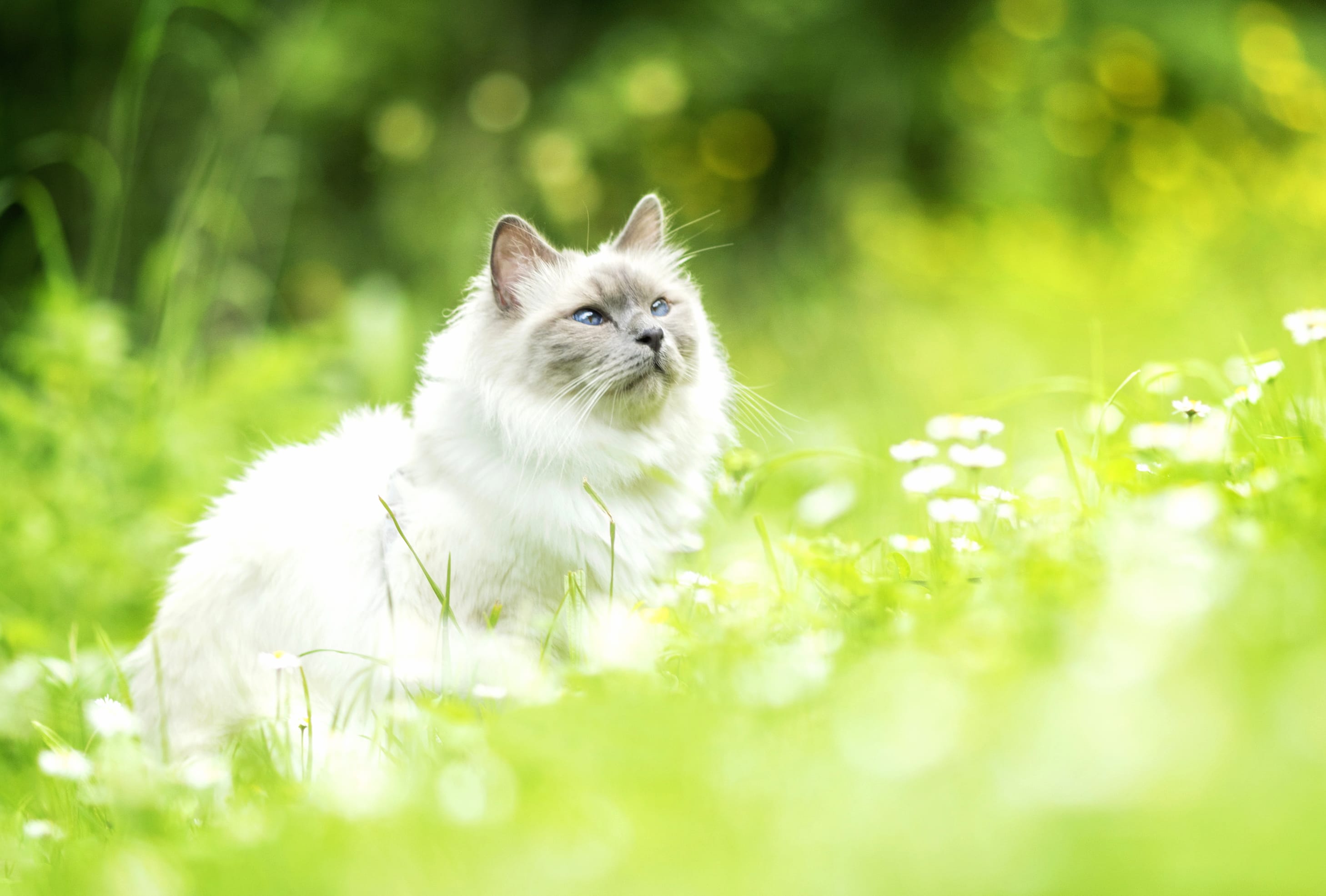 Blur Bokeh Animal Cat wallpapers HD quality