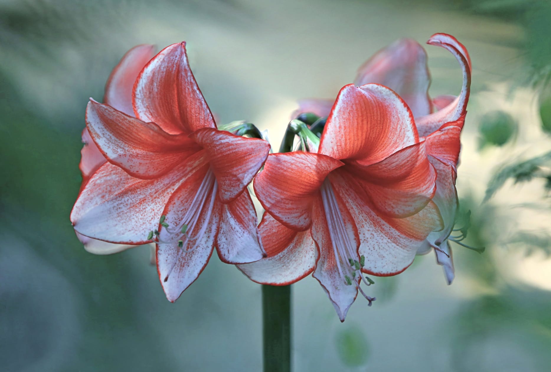 Blur Close-up Red Flower Flower Nature Amaryllis wallpapers HD quality