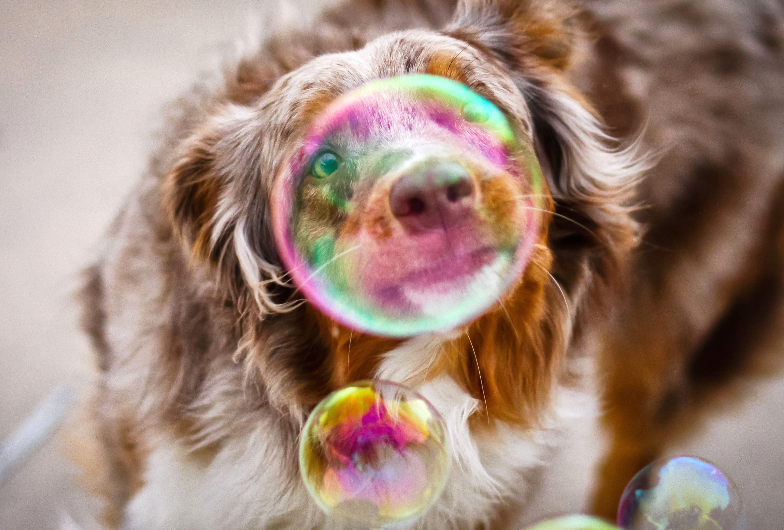 Blur Dog Photography Bubble wallpapers HD quality