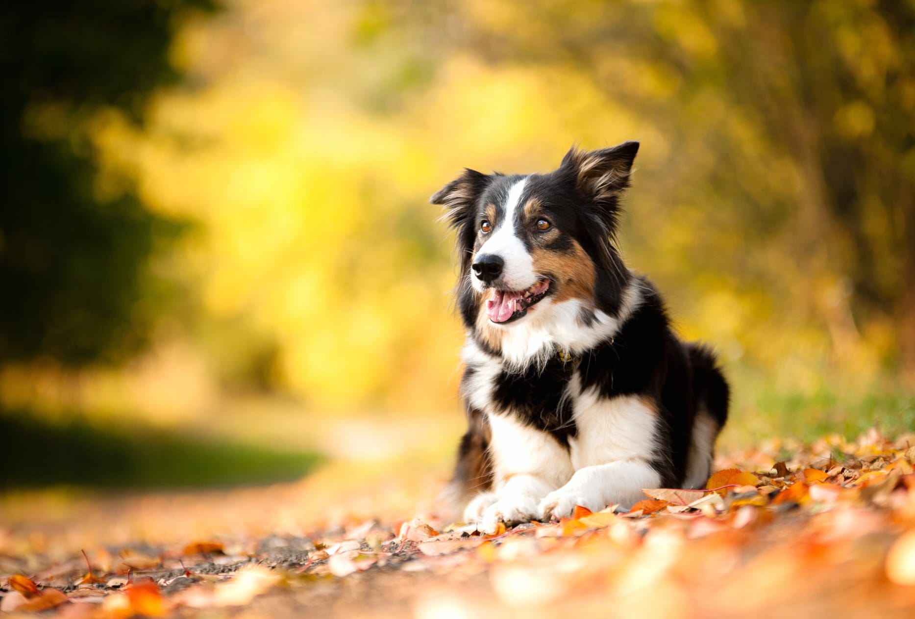 Blur Leaf Fall Animal Dog wallpapers HD quality