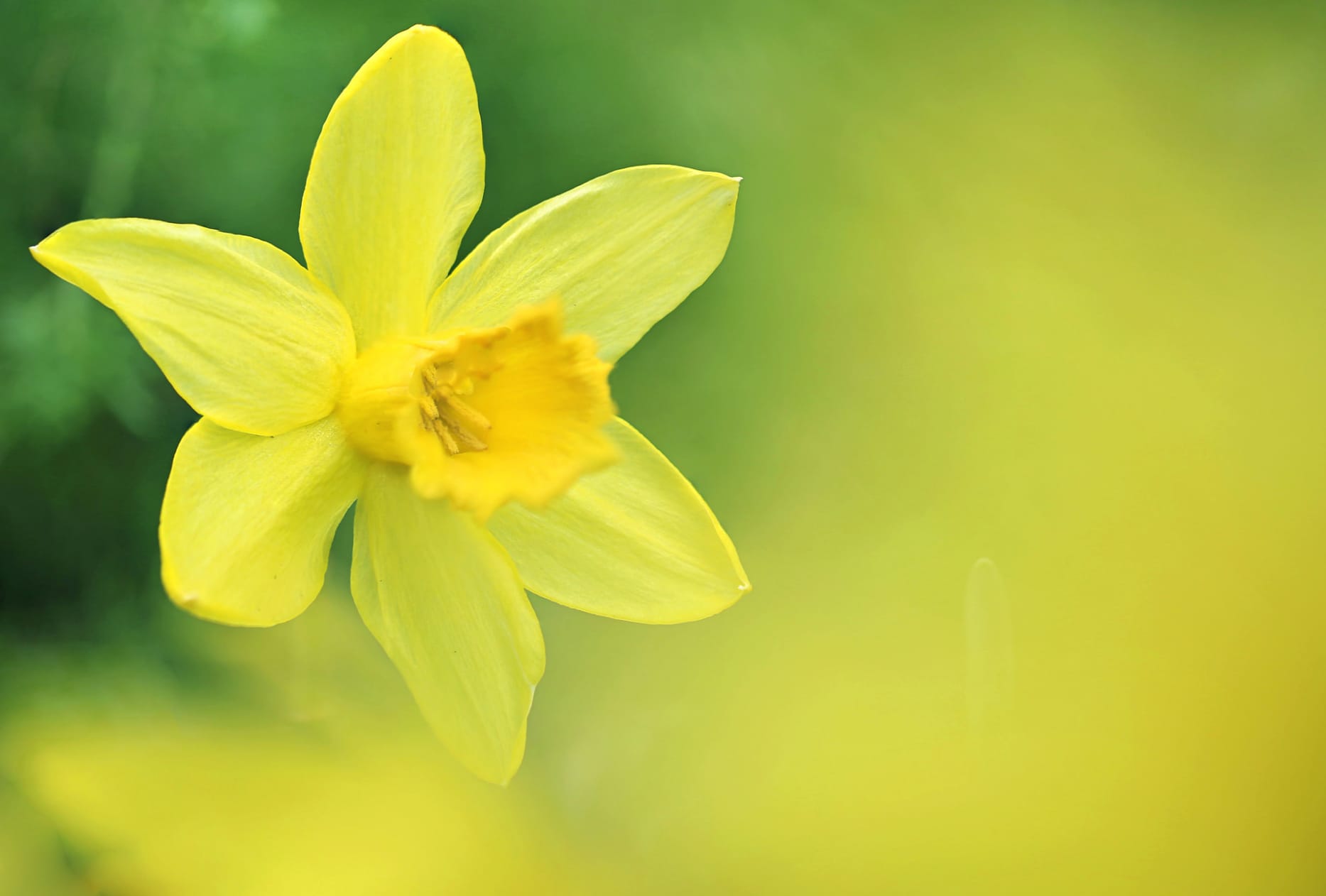 Blur Yellow Flower Flower Nature Daffodil at 1600 x 1200 size wallpapers HD quality