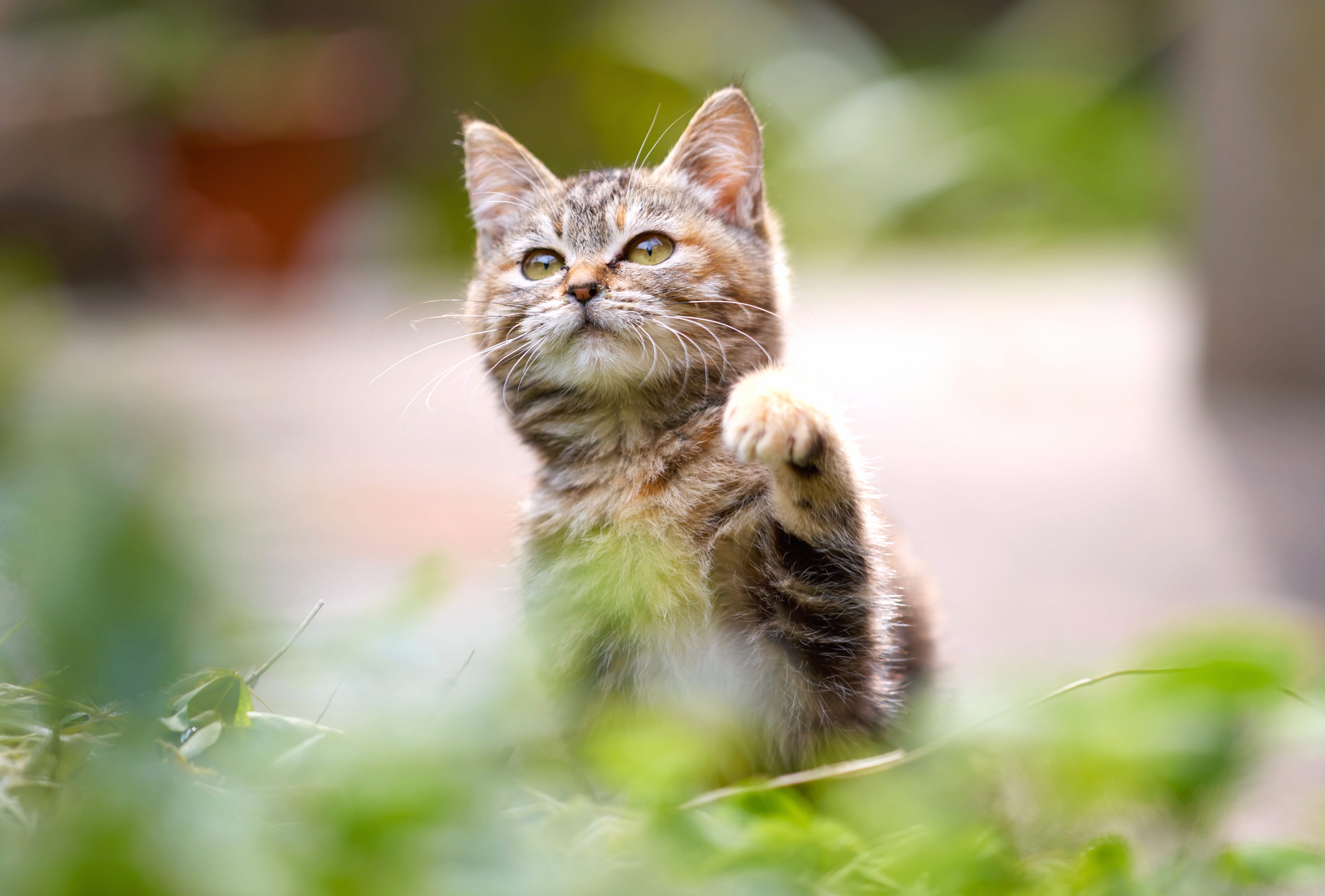 Bokeh Animal Cat at 1024 x 1024 iPad size wallpapers HD quality