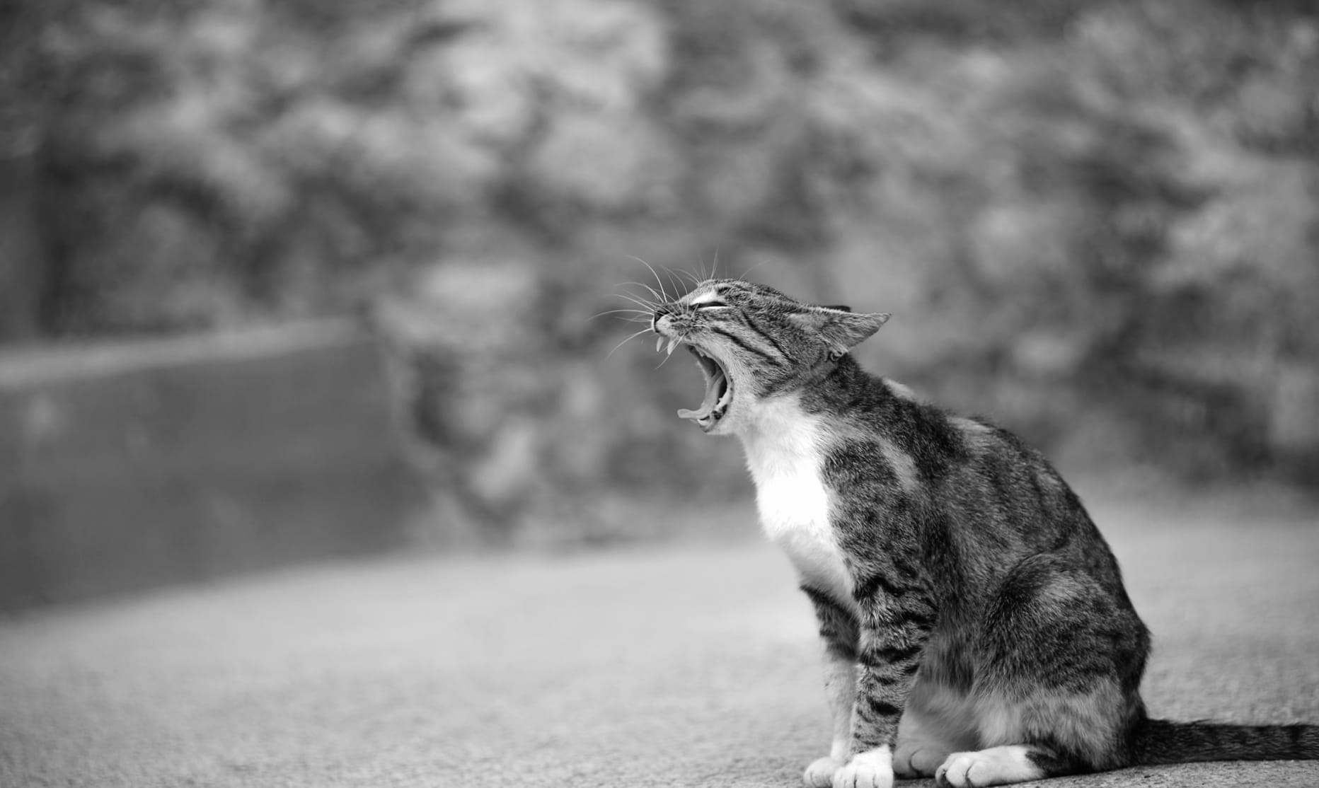 Bokeh Black & White Animal Cat wallpapers HD quality