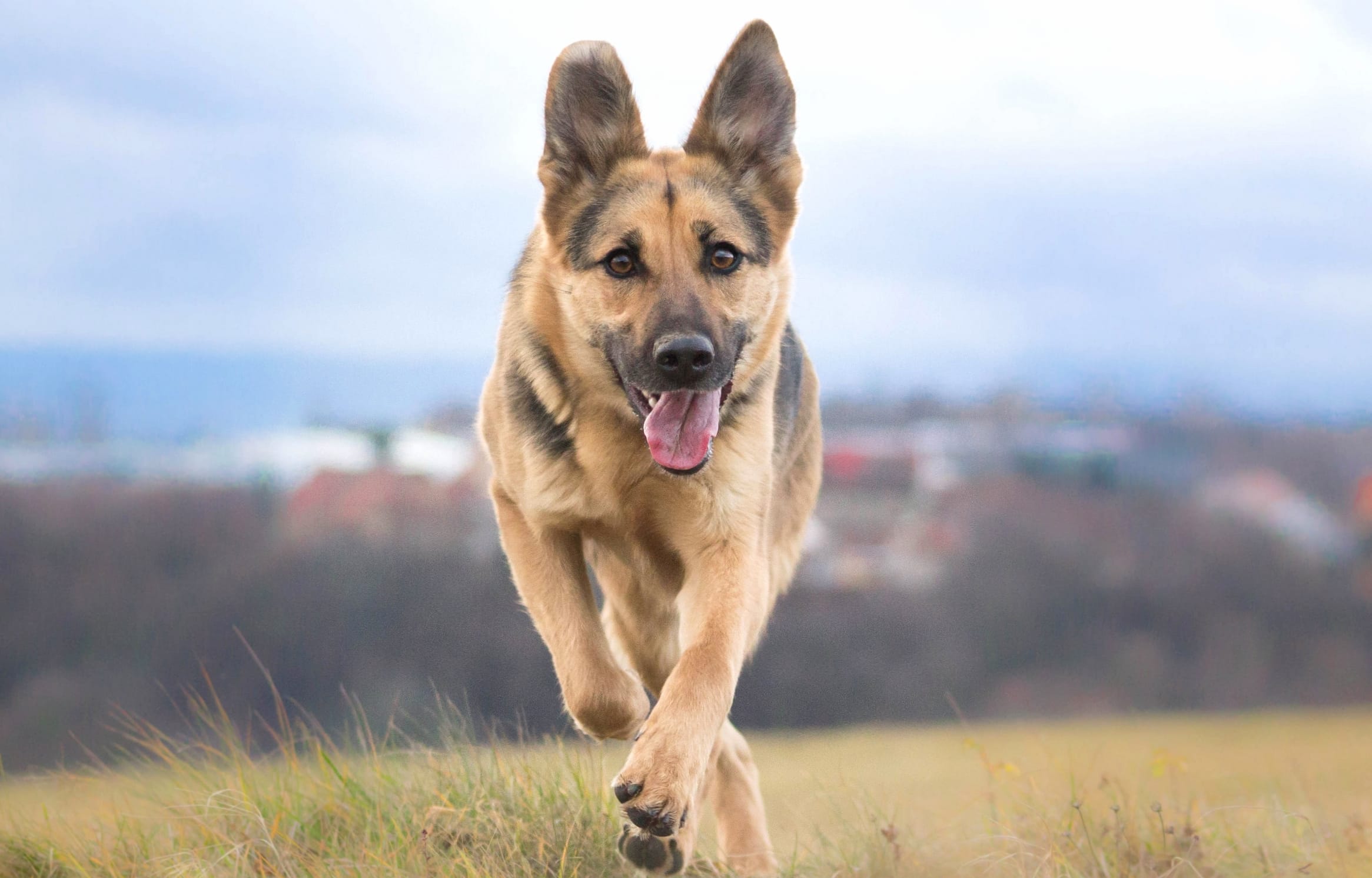 Bokeh Bliss of a Playful German Shepherd wallpapers HD quality