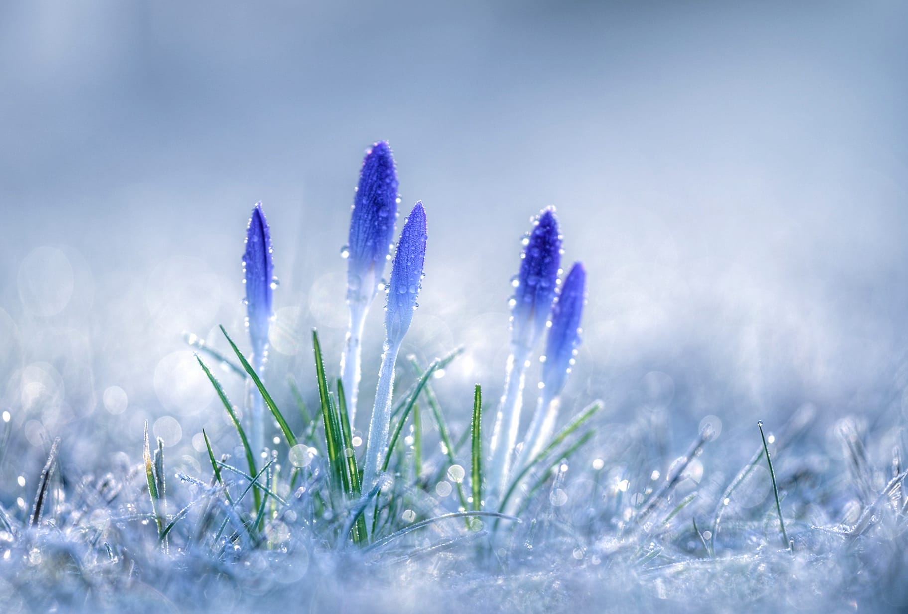 Bokeh Blue Crocus Nature wallpapers HD quality