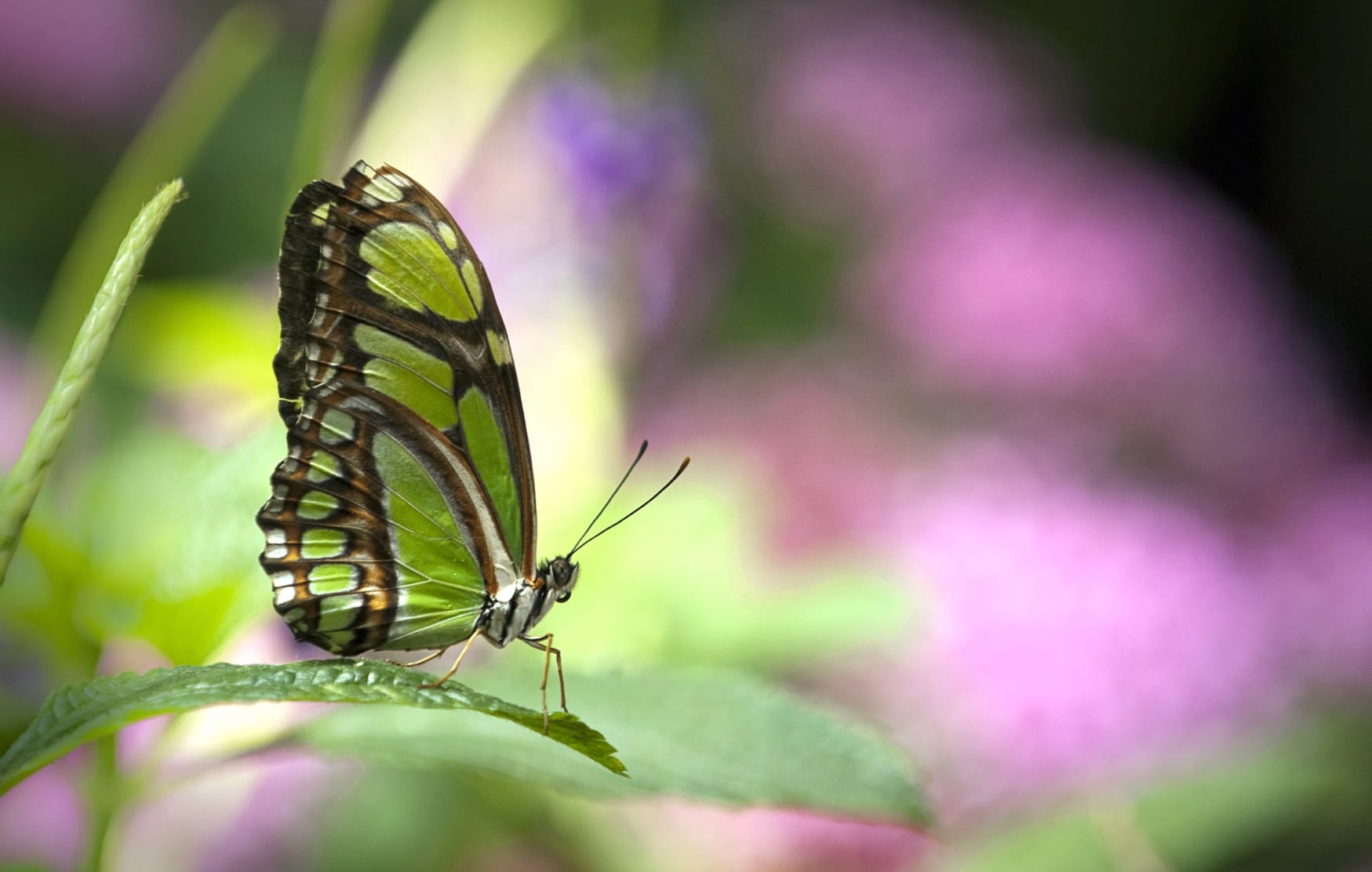 Bokeh Blur Insect Green Animal Butterfly at 1024 x 768 size wallpapers HD quality