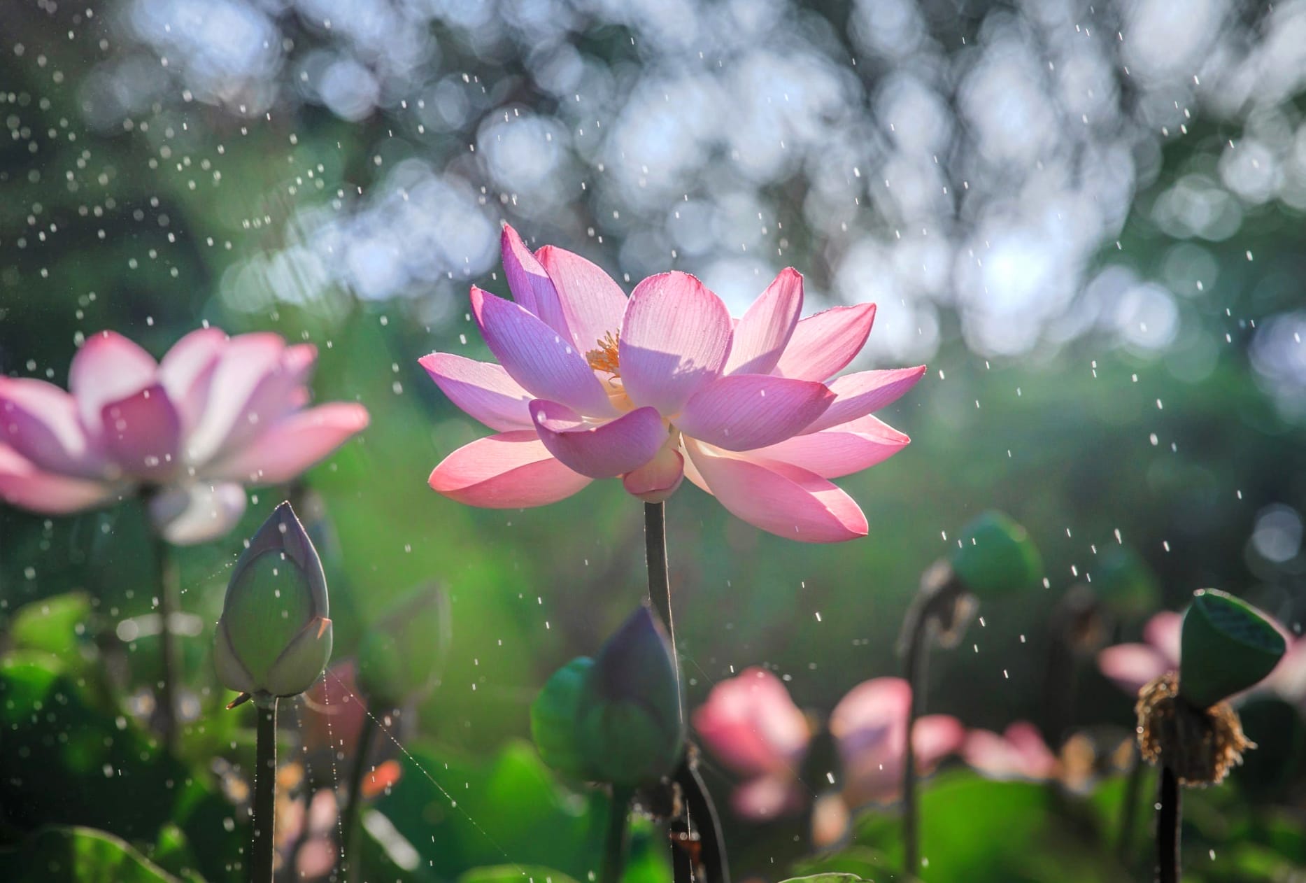 Bokeh Pink Flower Flower Nature Lotus at 1280 x 960 size wallpapers HD quality