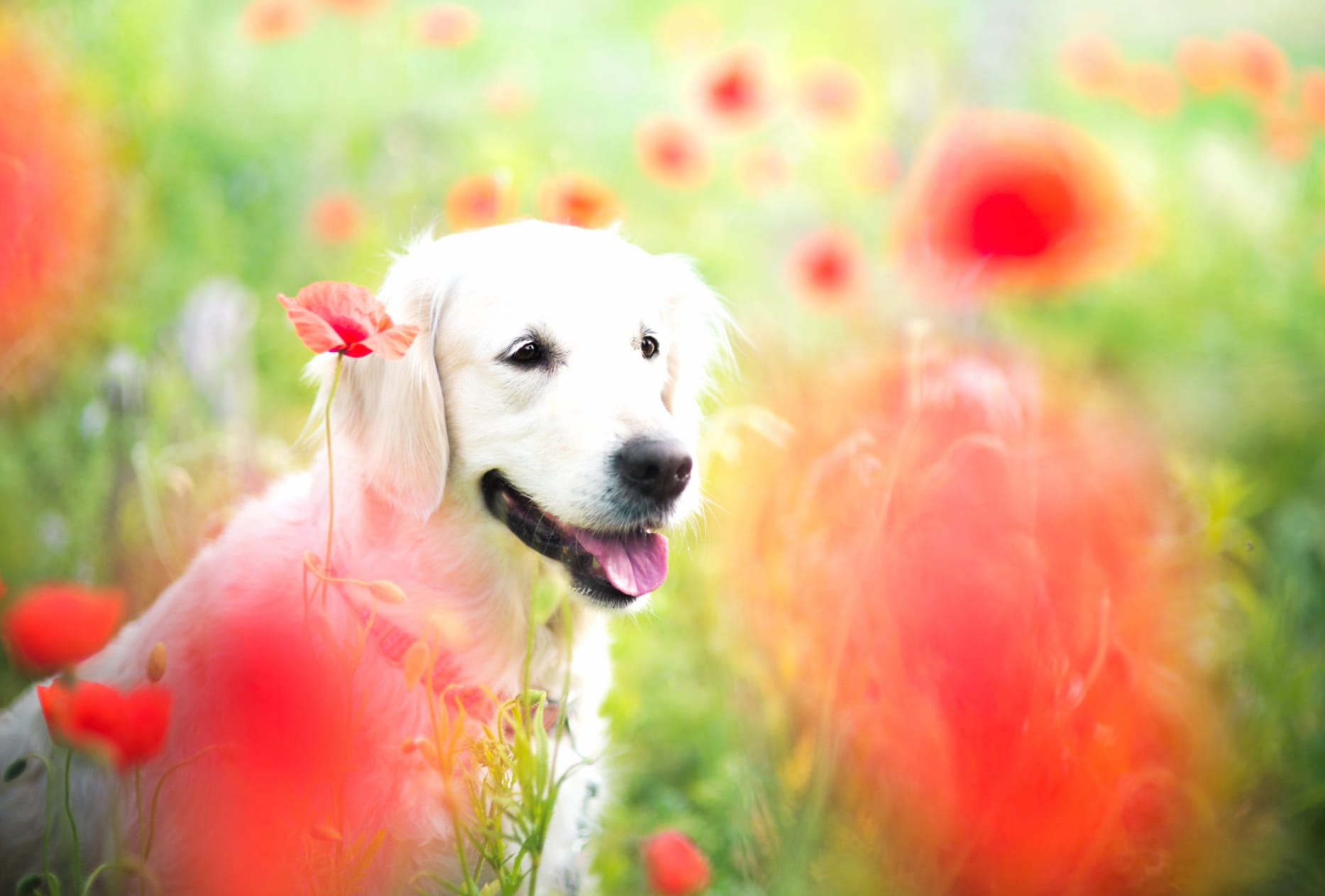 Bokeh Red Flower Poppy Flower Field Dog Animal Golden Retriever wallpapers HD quality