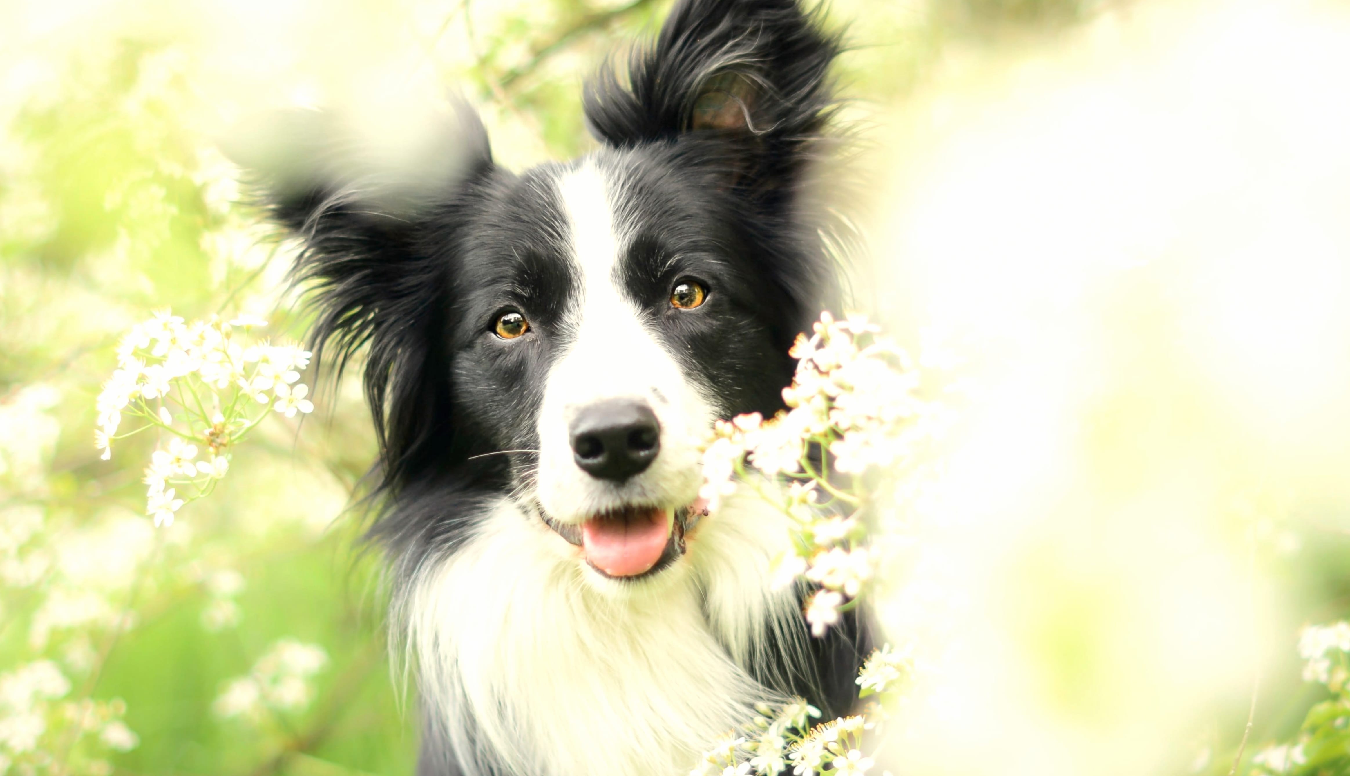 Border Collie Dog Animal at 1024 x 768 size wallpapers HD quality