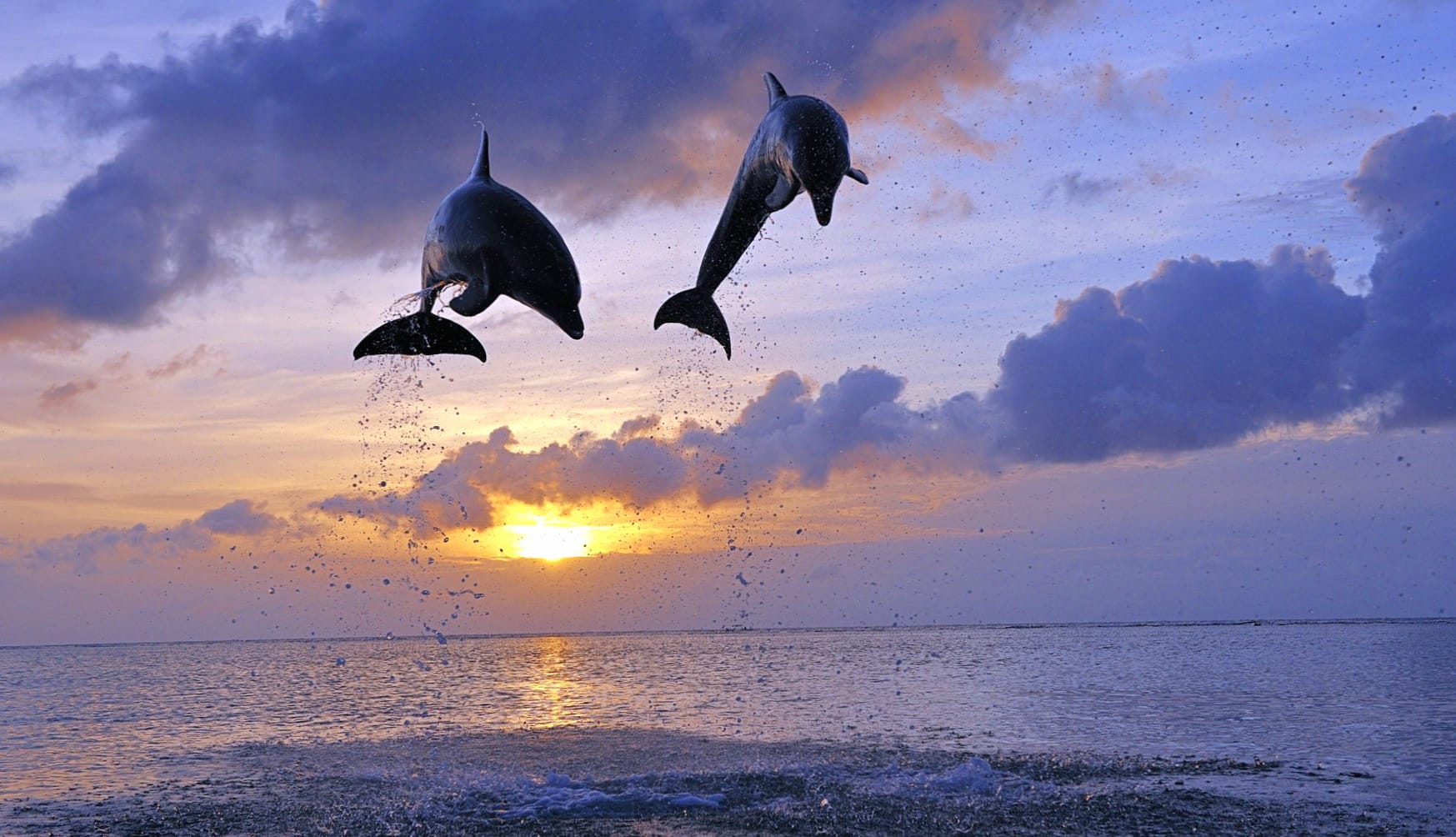 Bottlenose Dolphin Duo wallpapers HD quality