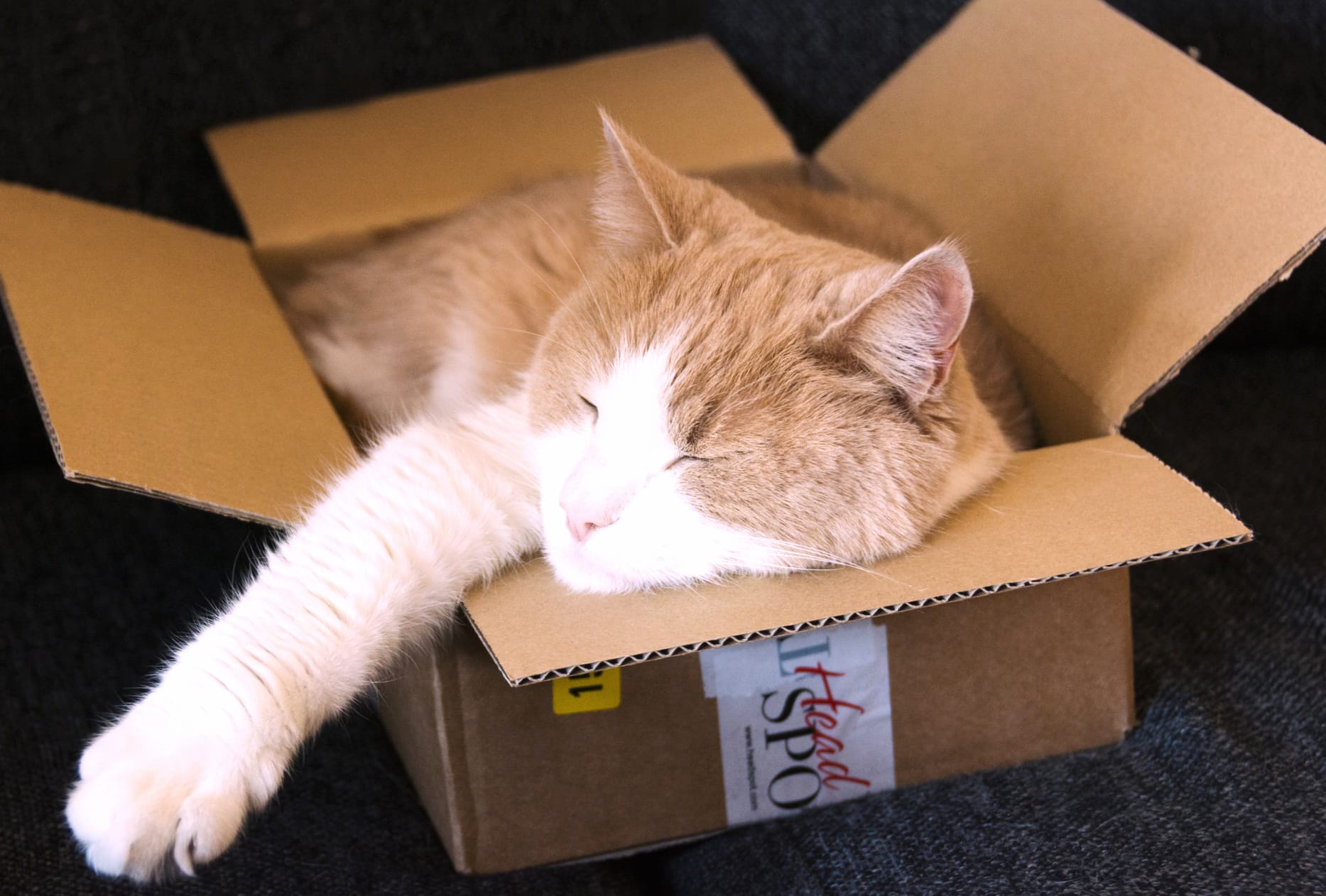 Box Sleeping Animal Cat wallpapers HD quality