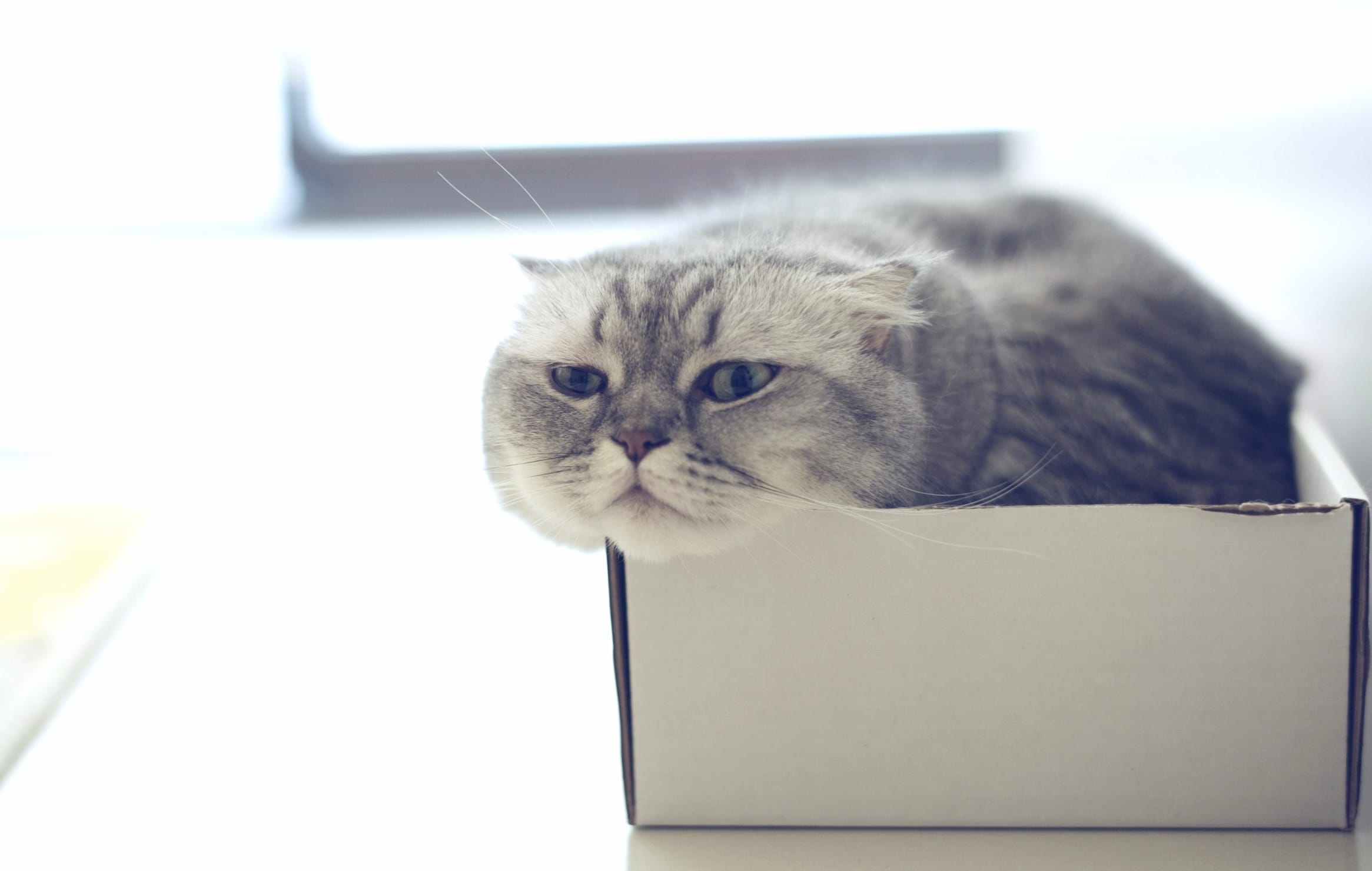 Boxed Cat wallpapers HD quality