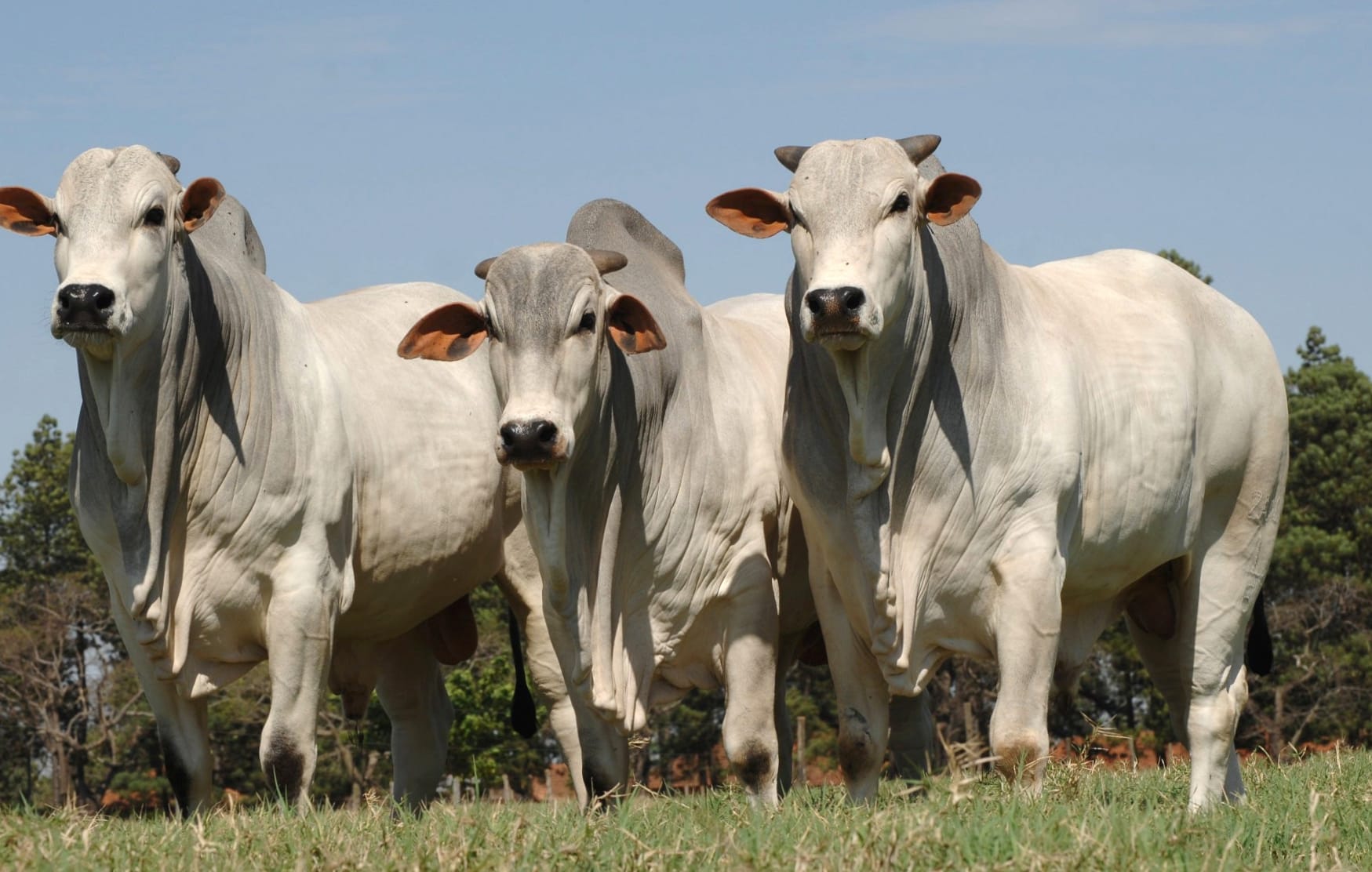 Brahman Bulls in at 1024 x 1024 iPad size wallpapers HD quality