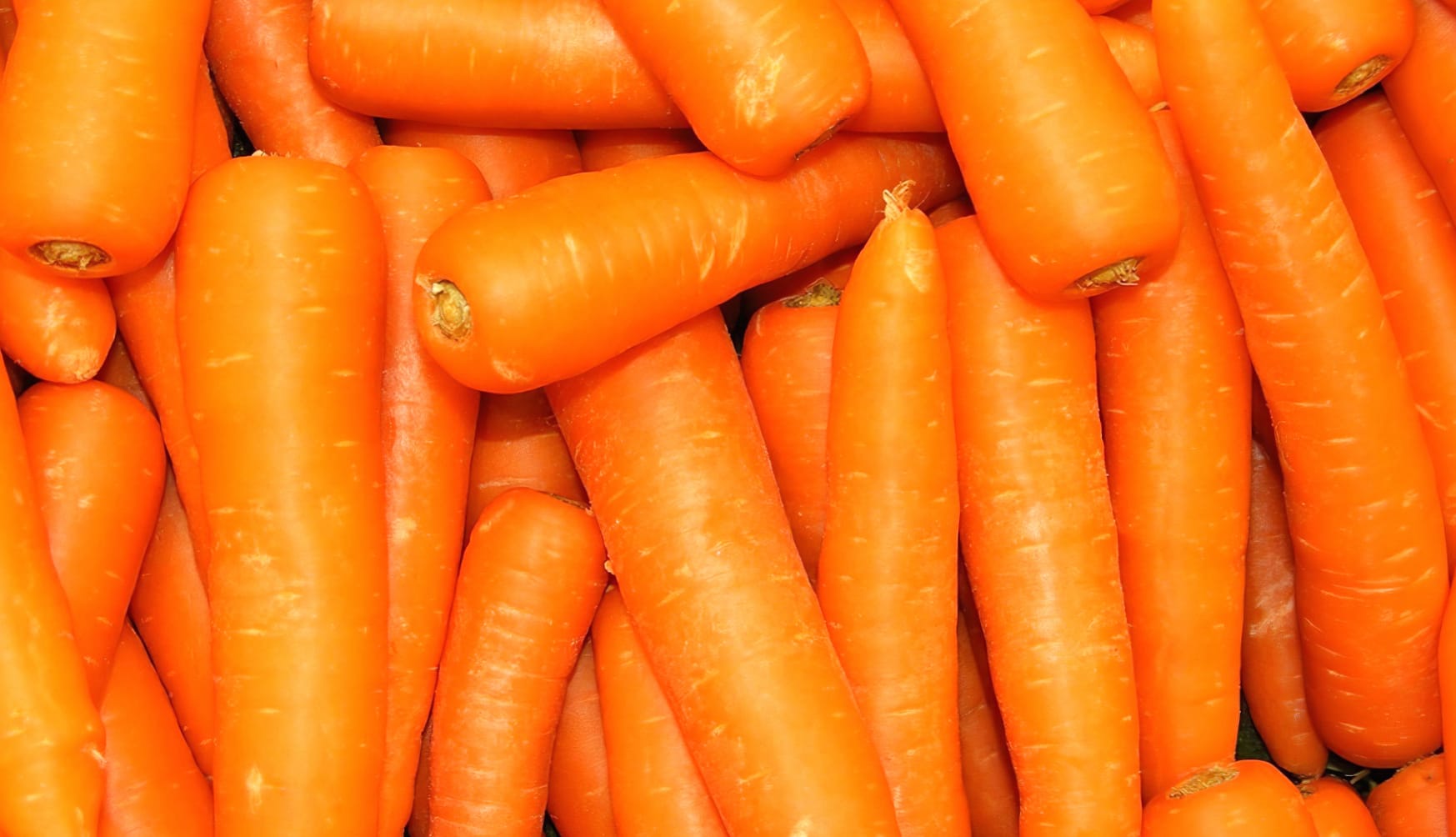 Bright Orange Carrots at 1600 x 1200 size wallpapers HD quality