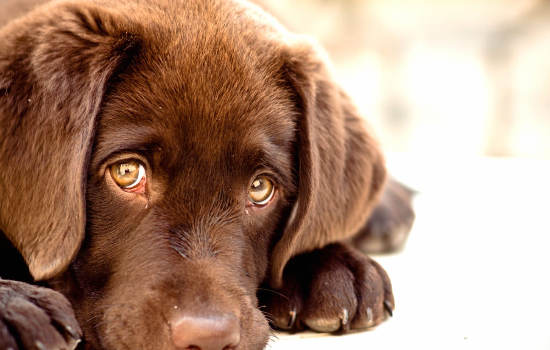 Brown-eyed Labrador Stare - at 1920 x 1080 HD size wallpapers HD quality