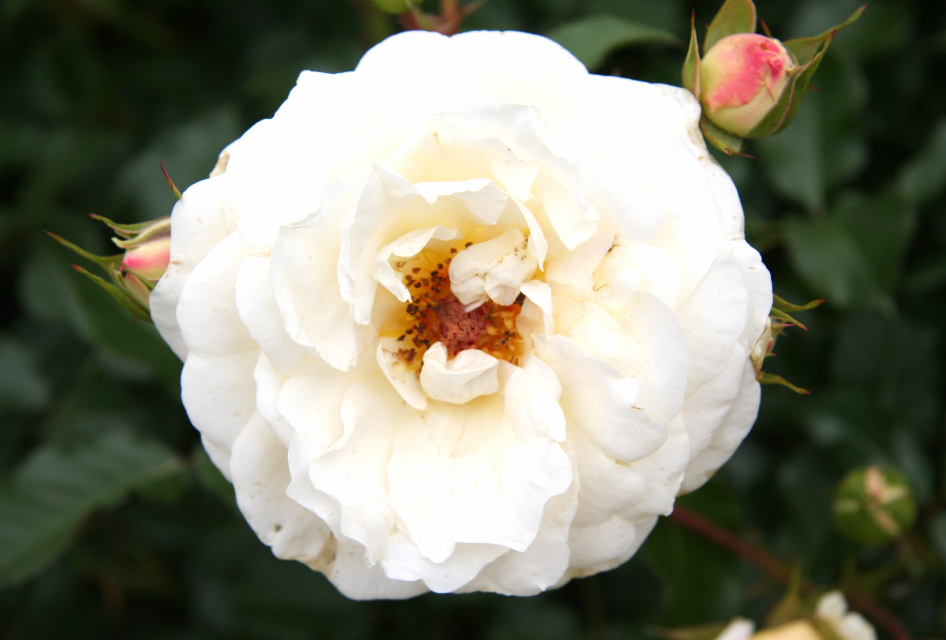 Bud Flower White Rose Nature Rose at 1152 x 864 size wallpapers HD quality